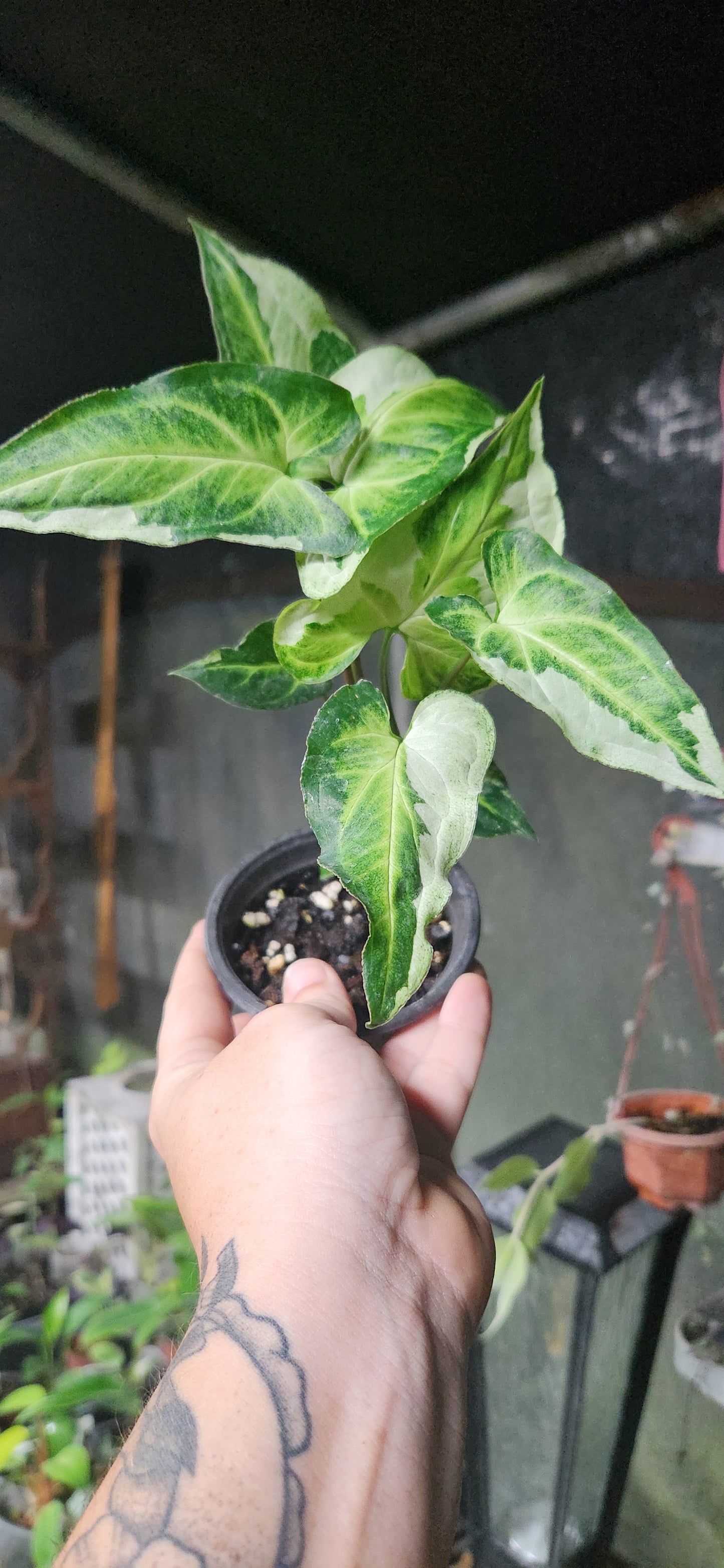 Three Kings Syngonium
