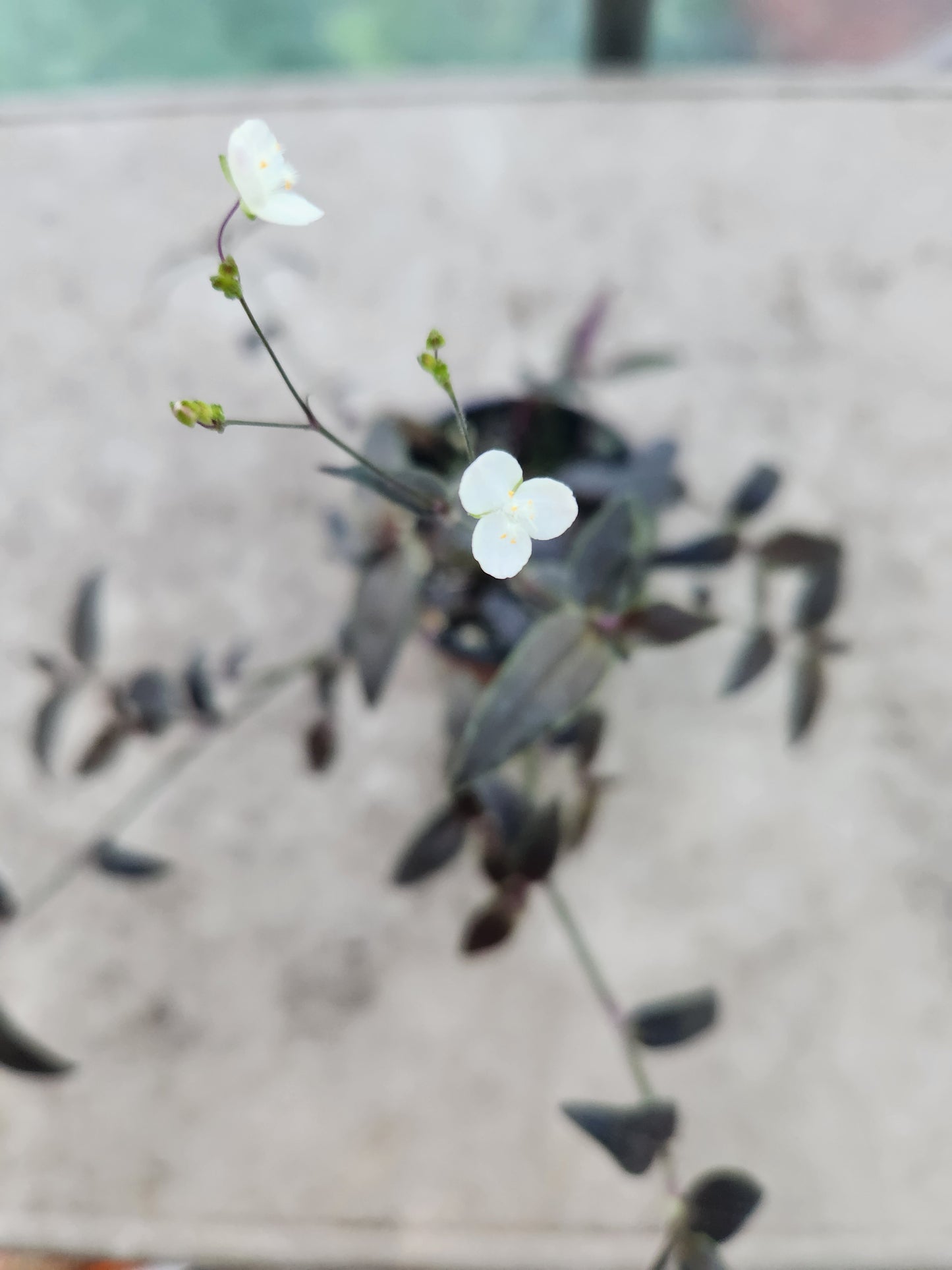 Jose Puig Tradescantia