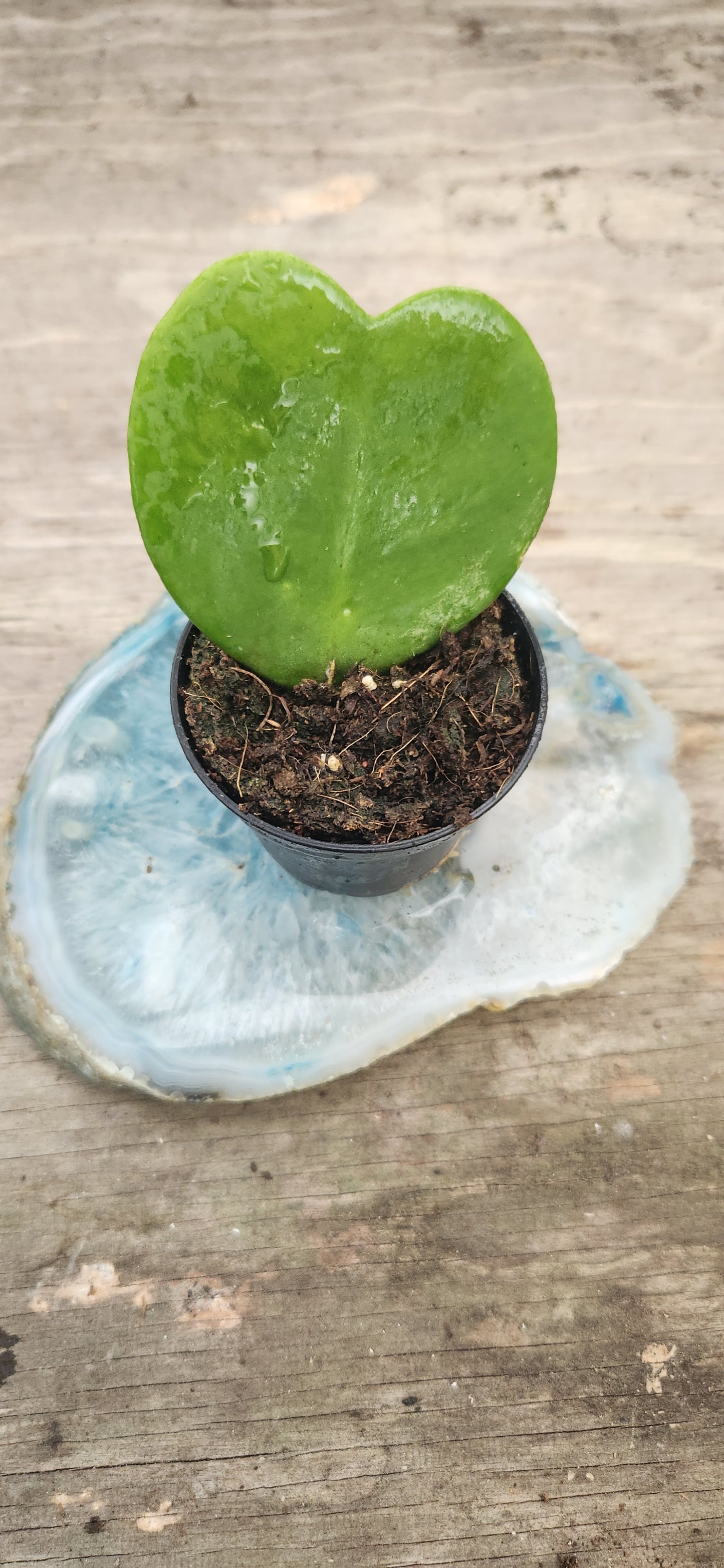Hoya Kerri