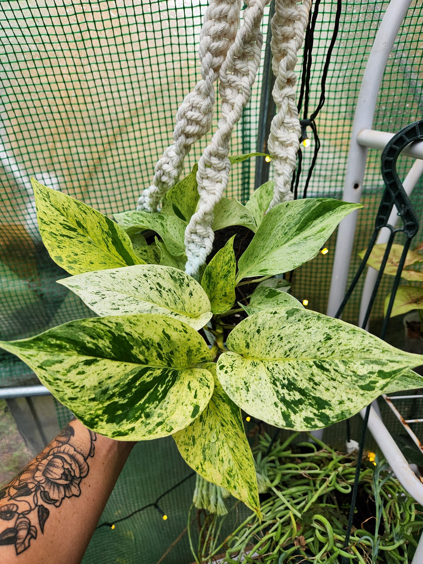 Snow Queen Pothos