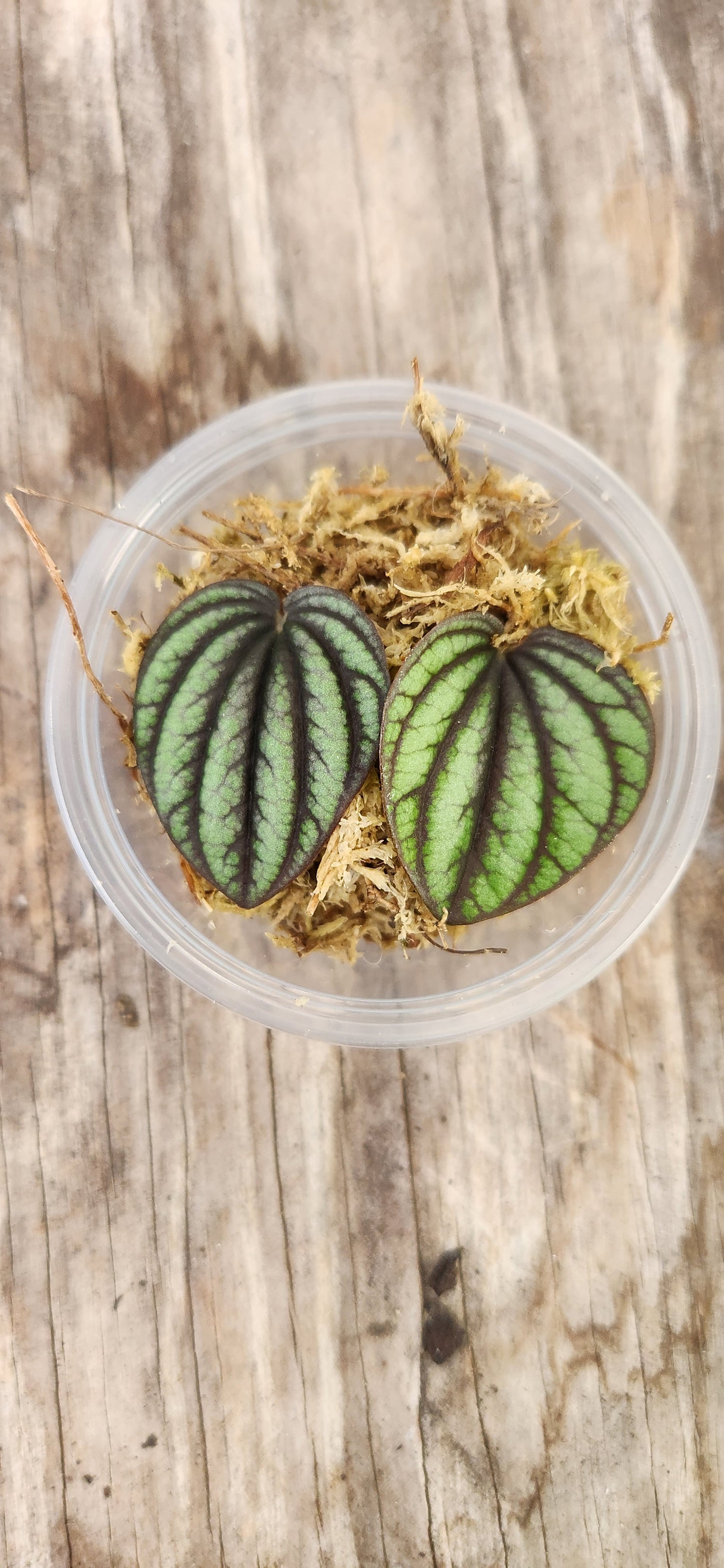 Peperomia Piccolo Banda Propagation Kit