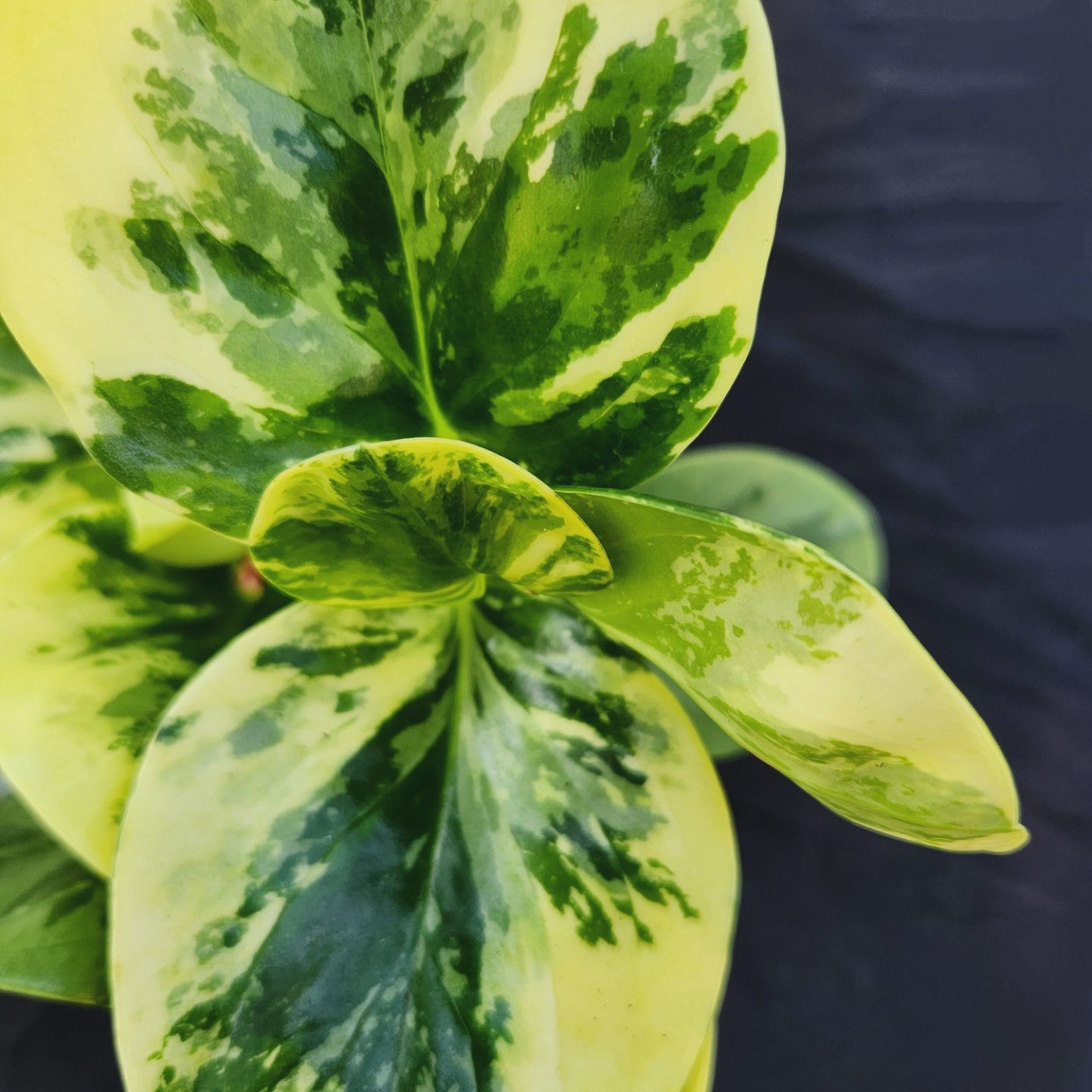 Peperomia Marble