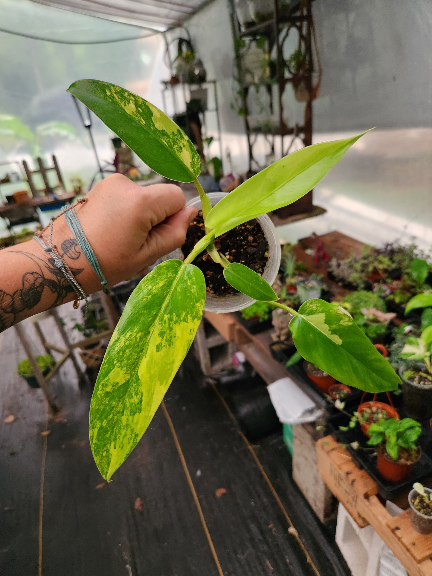 Variegated Domesticum Philodendron
