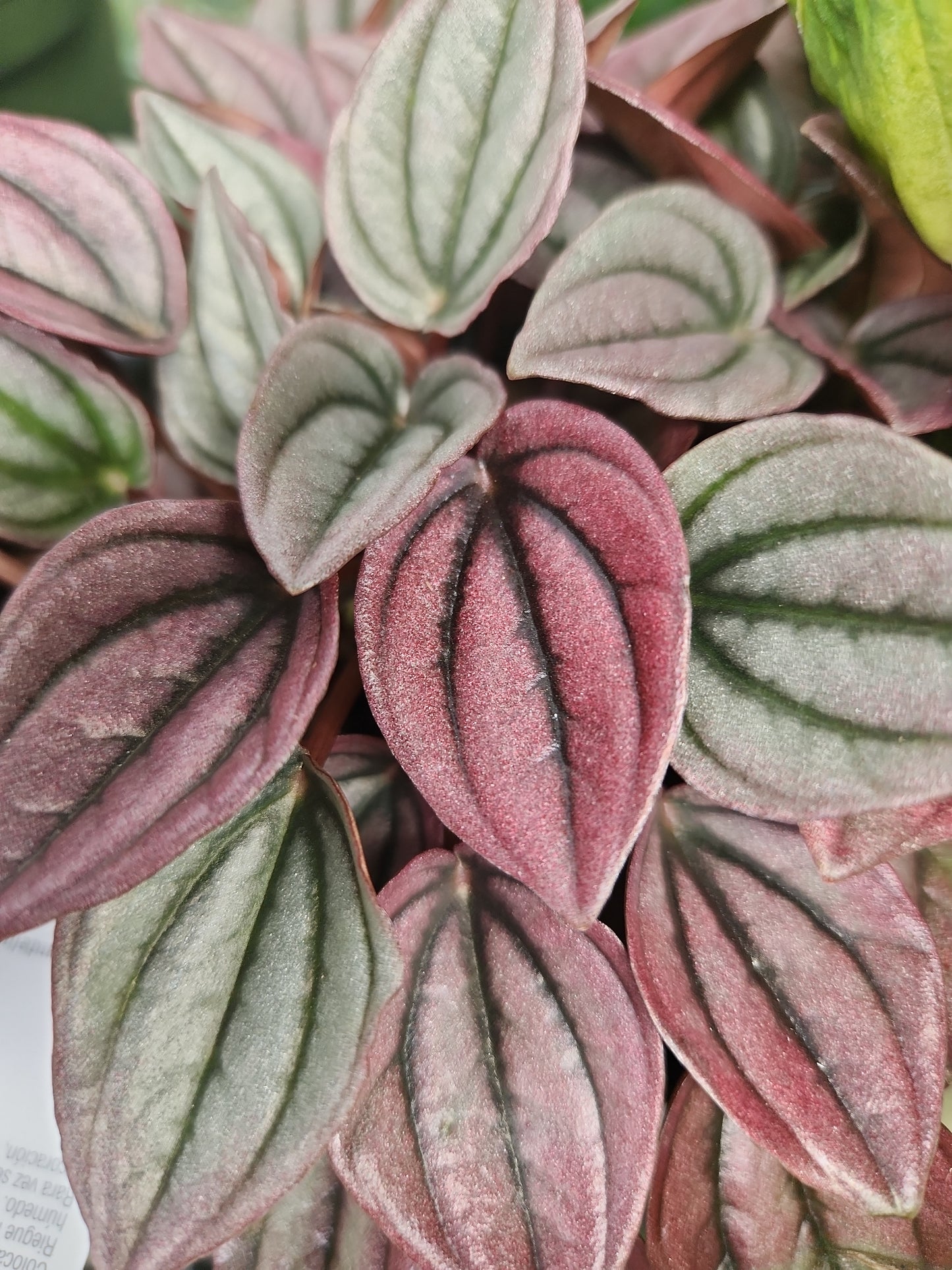 Peperomia Caperata "Cayenne" Propagation Kit