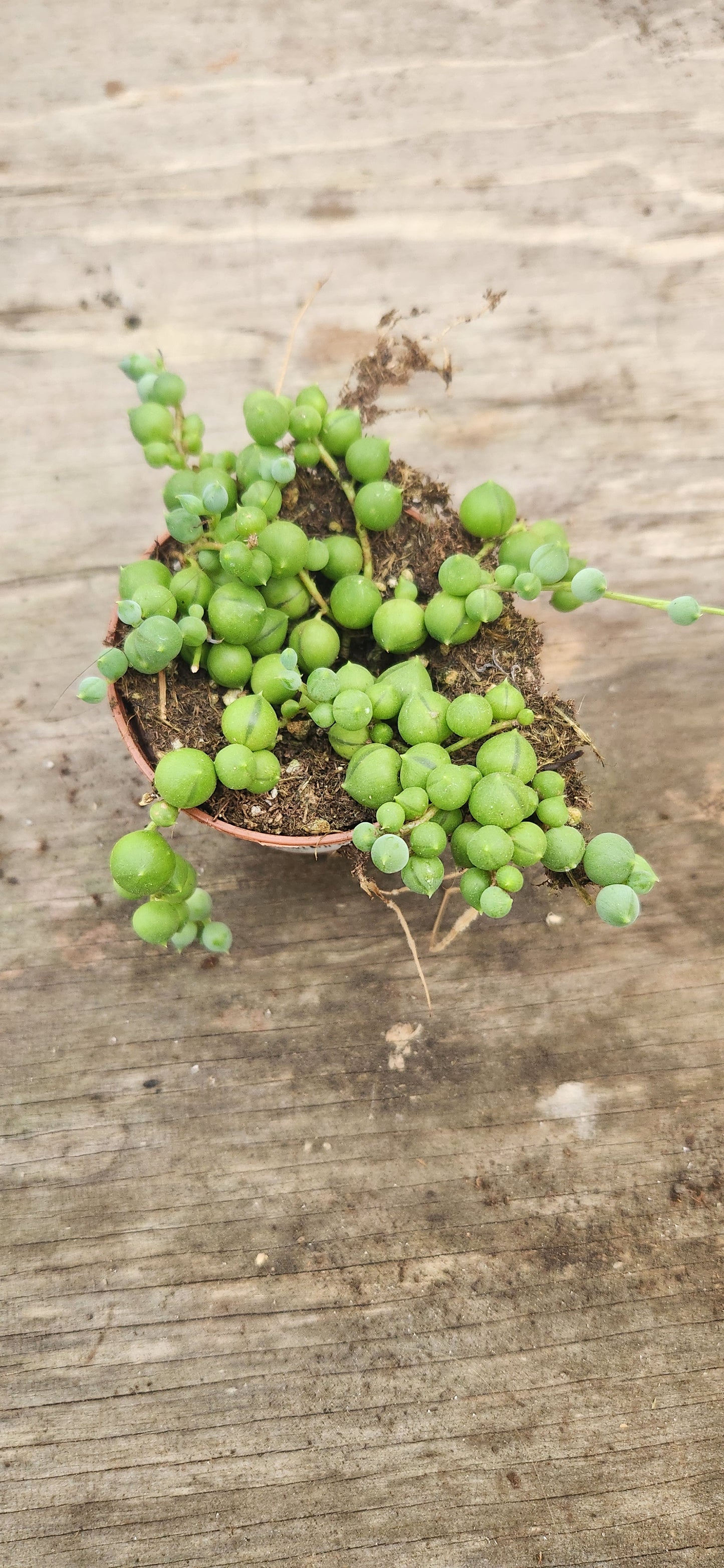String of Pearls