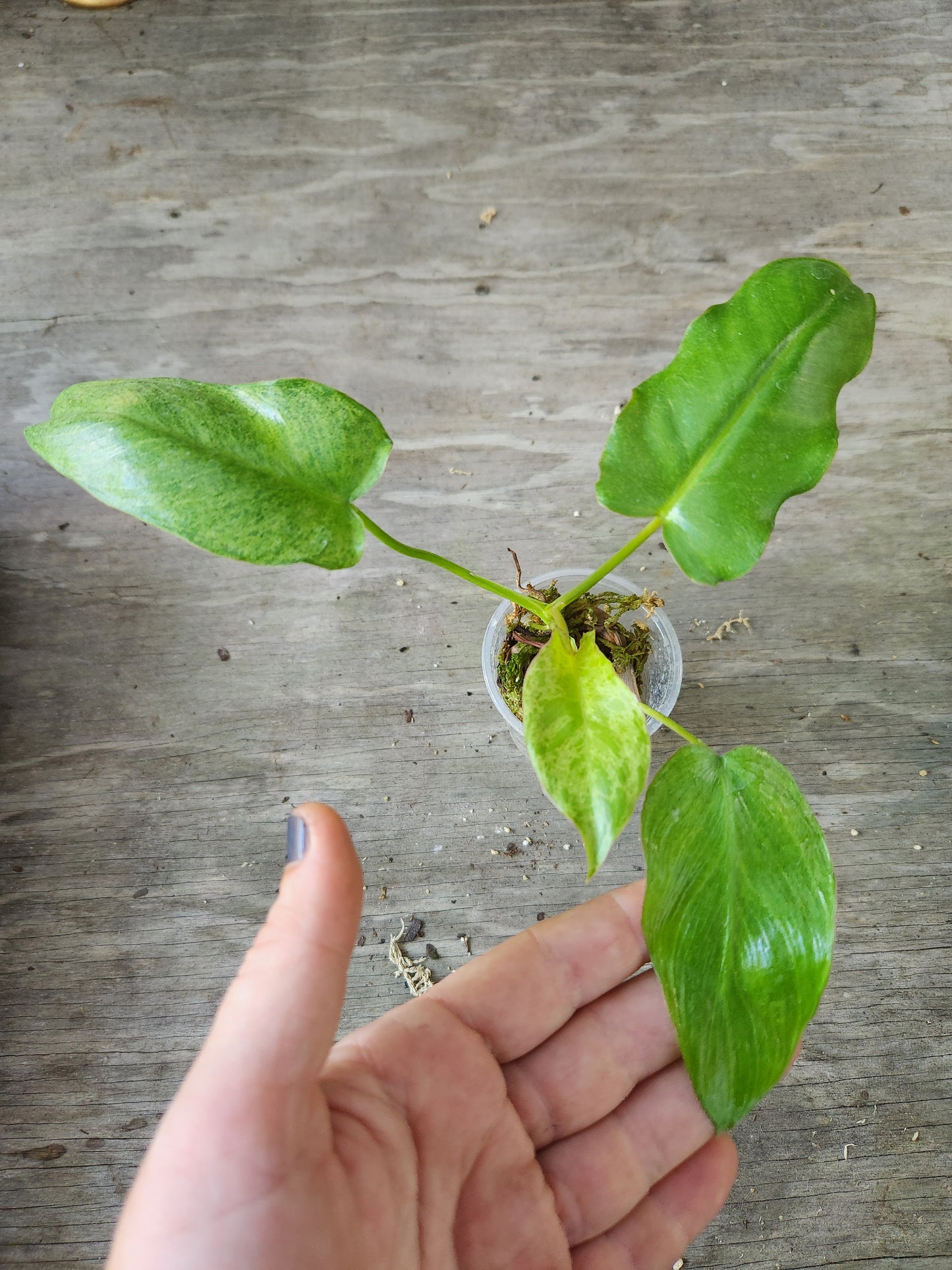 Pariso Verde Philodendron