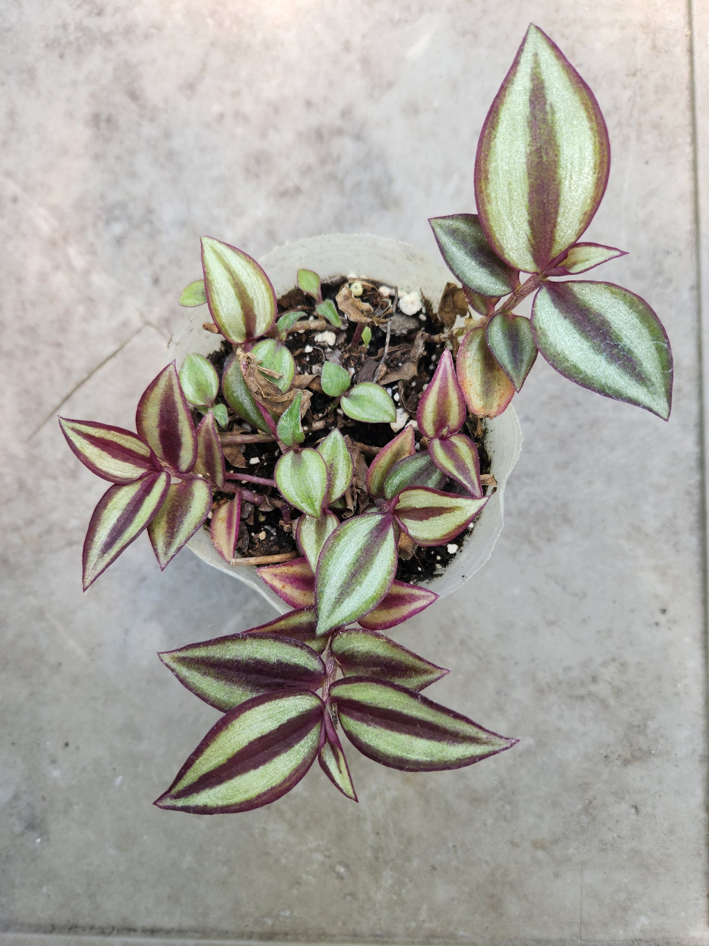 Tradescantia Zebrina