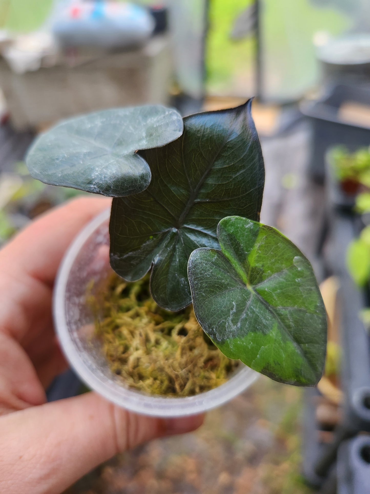 Variegated Yukatan Princess Alocasia