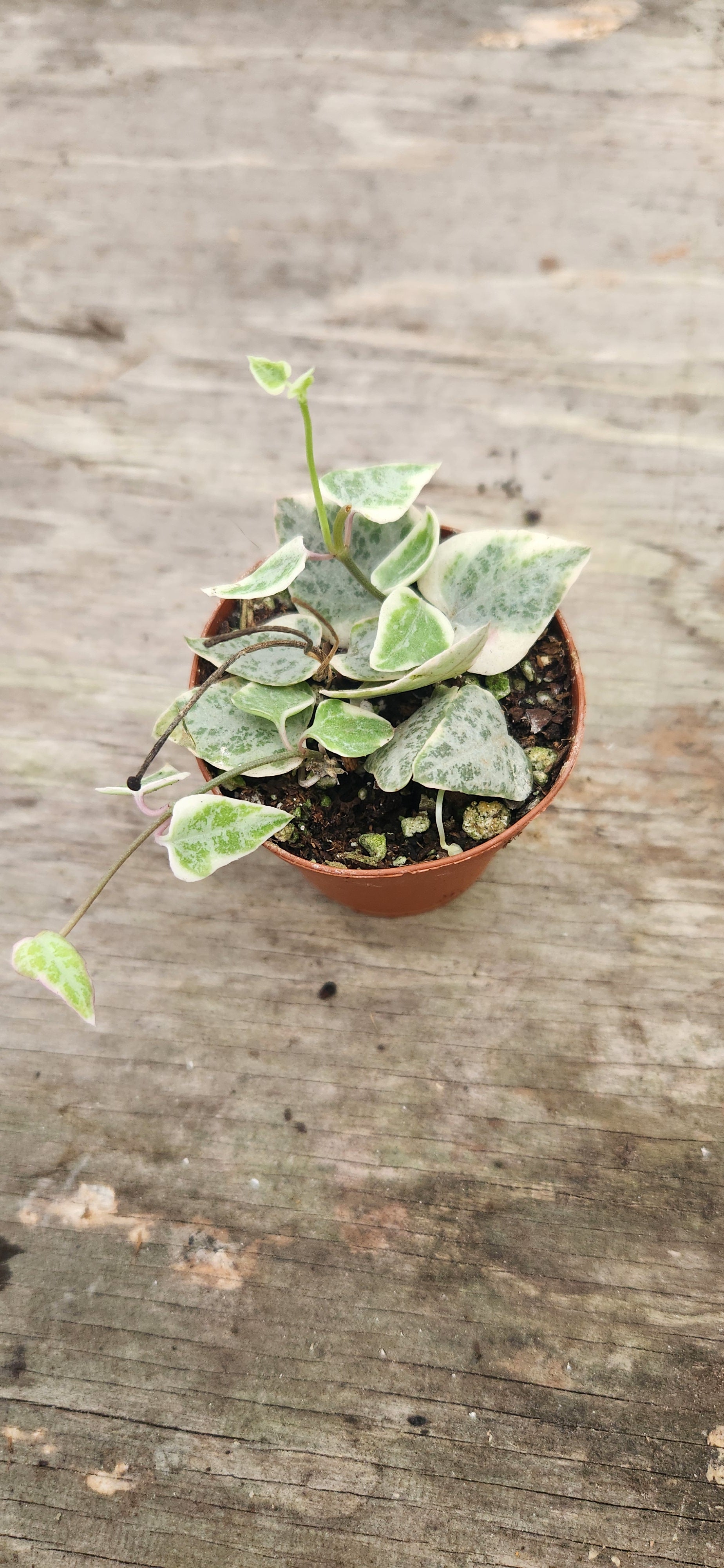 variegated arrowroot plant indoor Variegated String of Arrows Propagation Kit