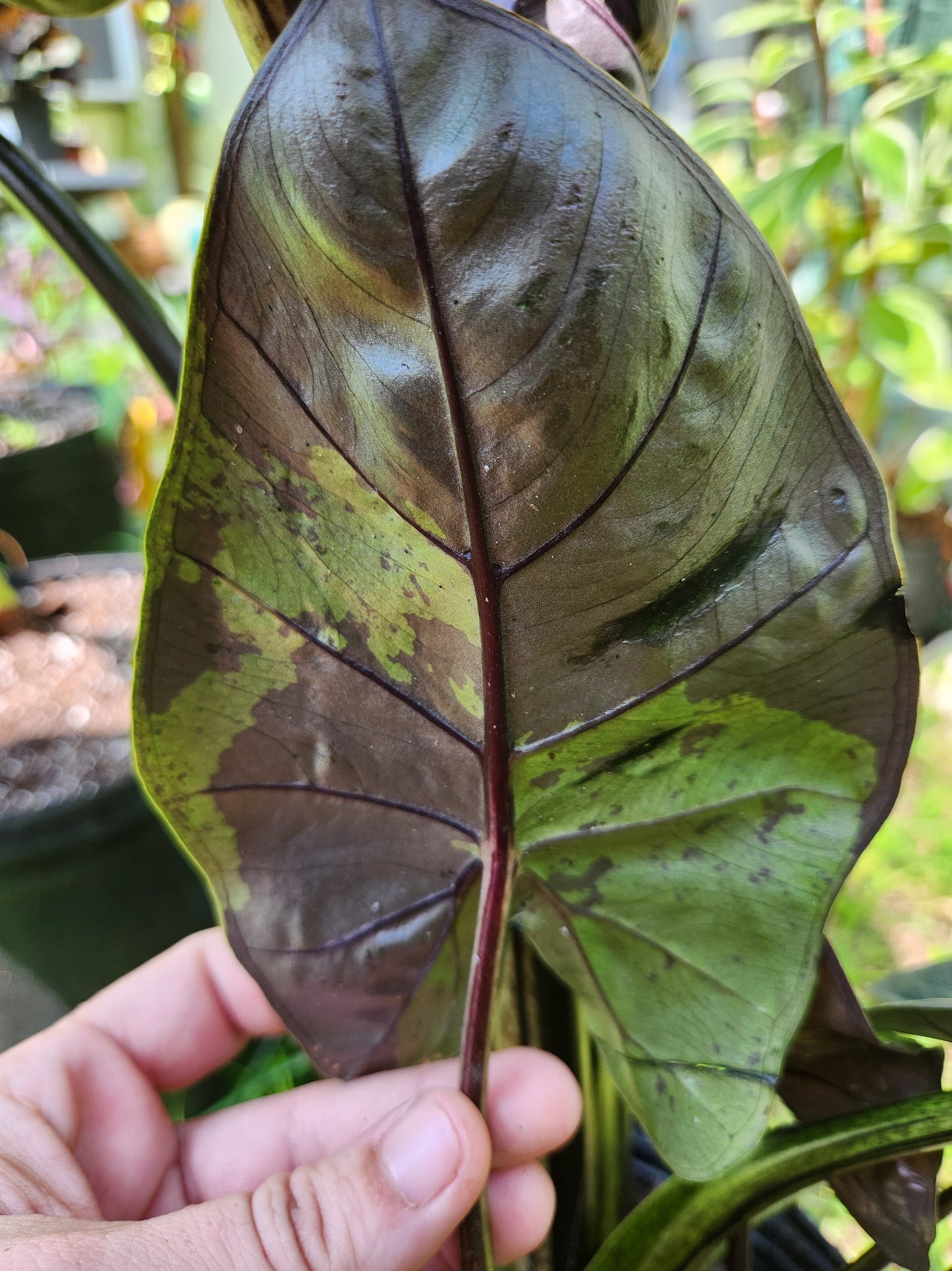 Variegated Yukatan Princess Alocasia