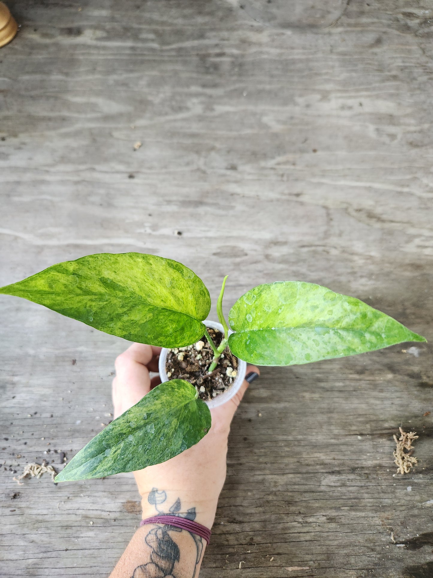 Epipremnum Pinnatum Mint