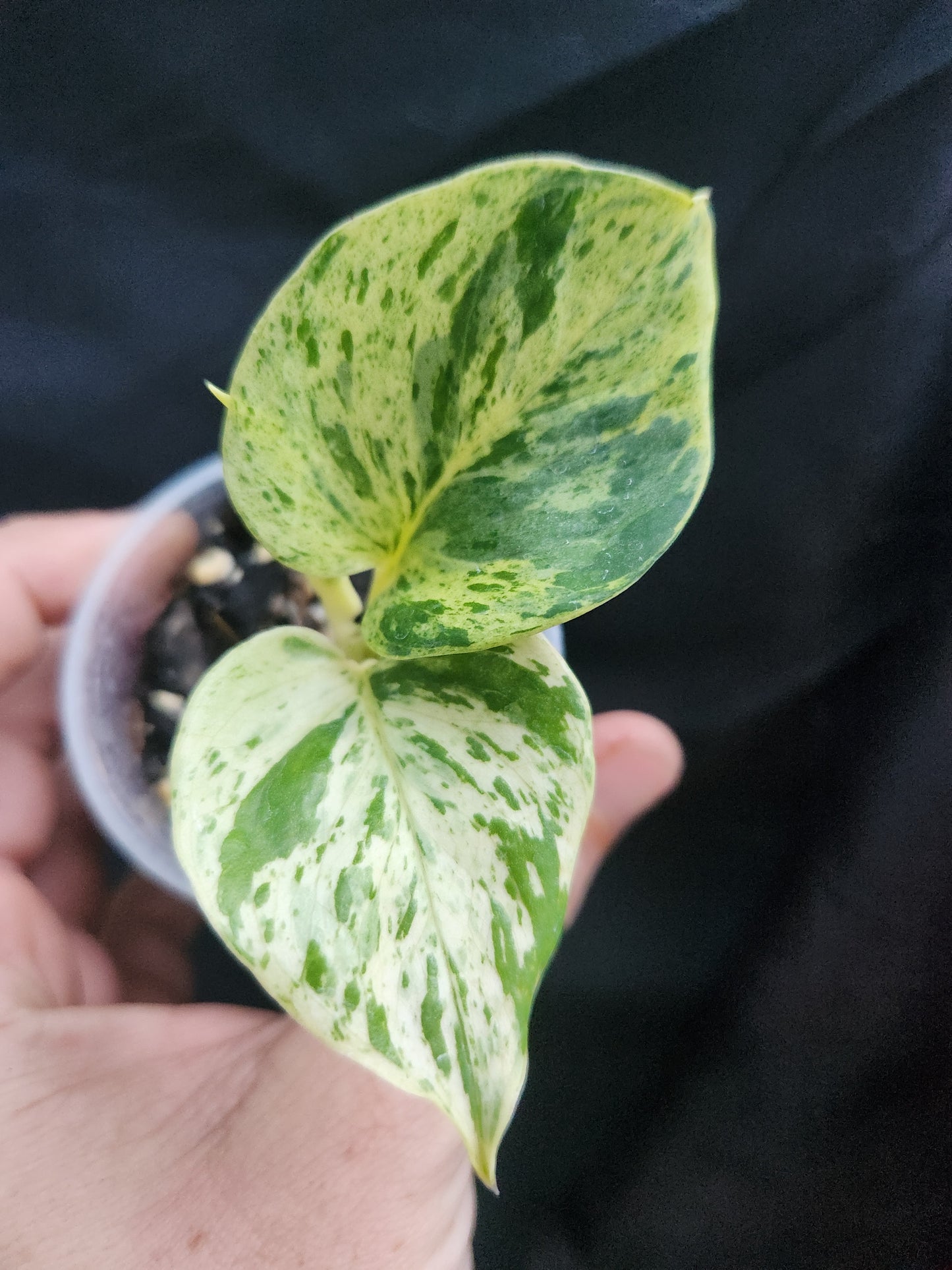 Marble Queen Pothos