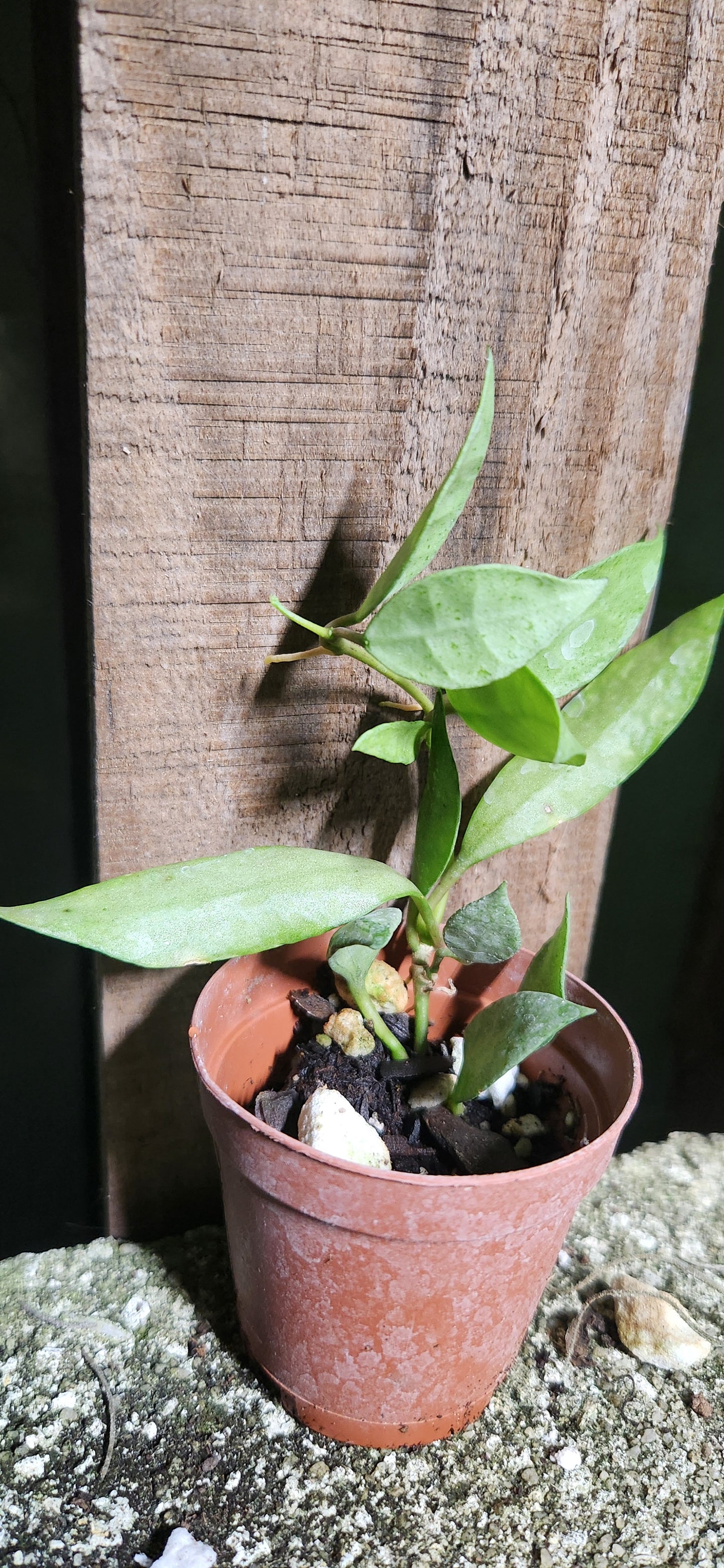 Hoya Lacunosa Silver