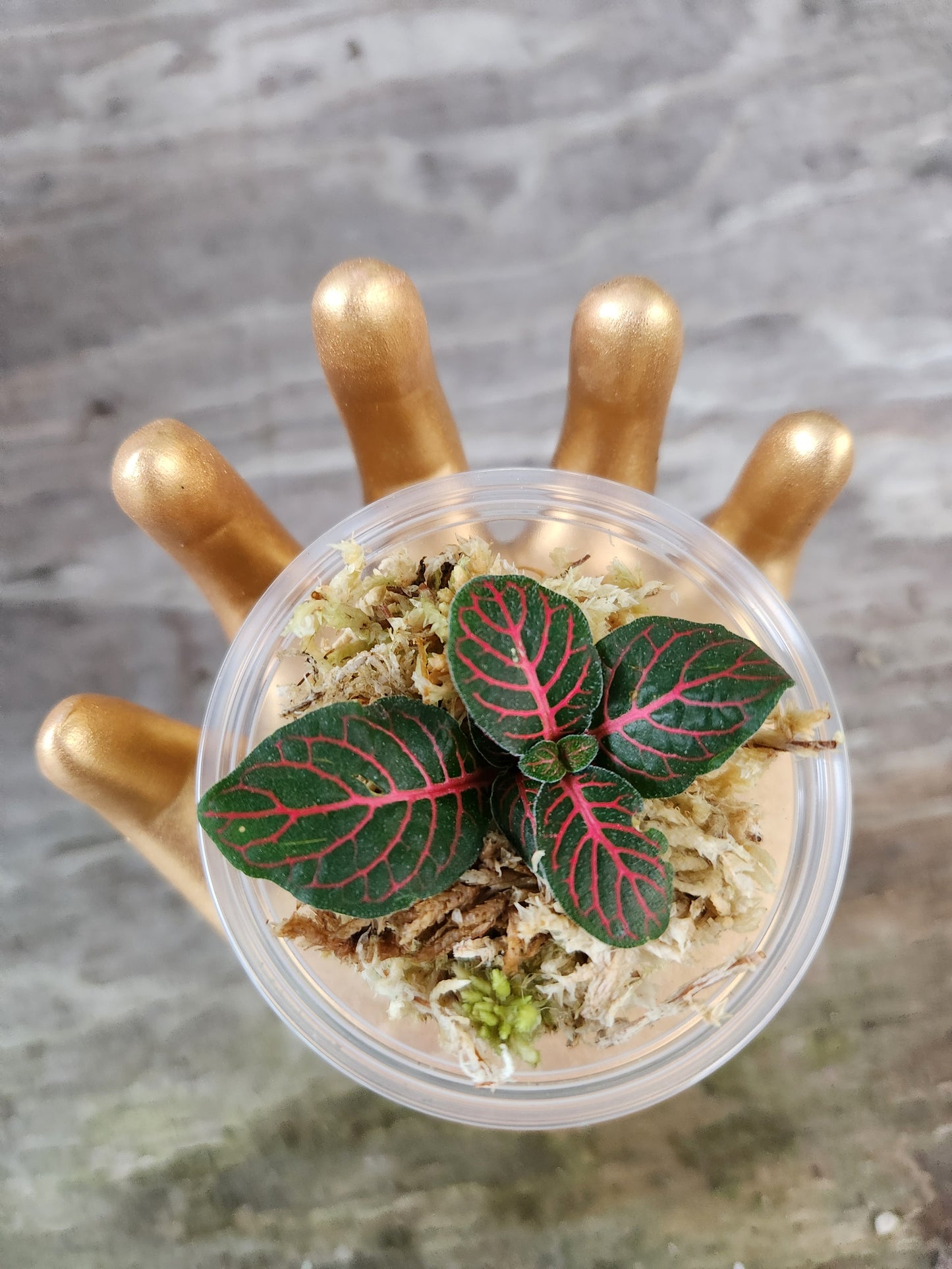 Fitonia Propagation Kits