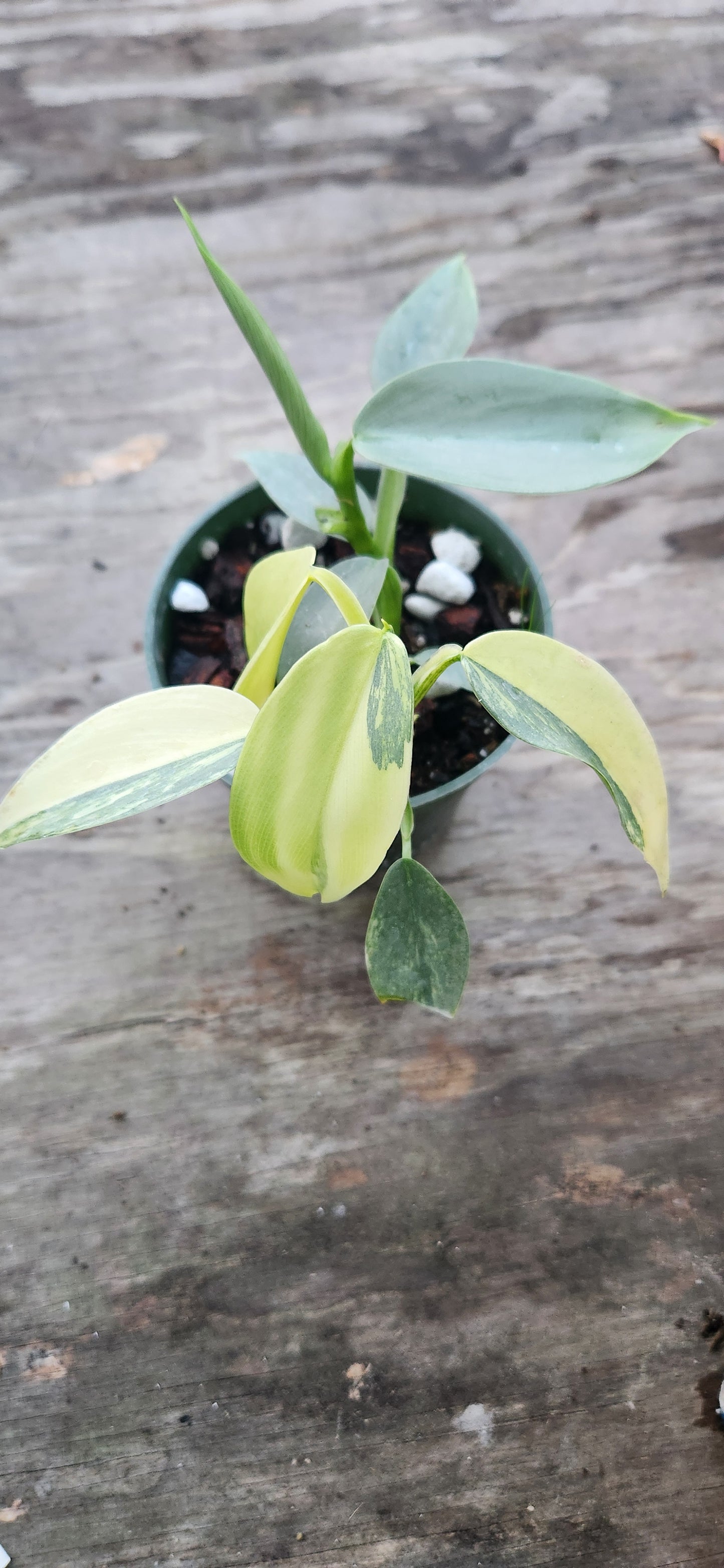 Variegated Silver Sword Philodendron