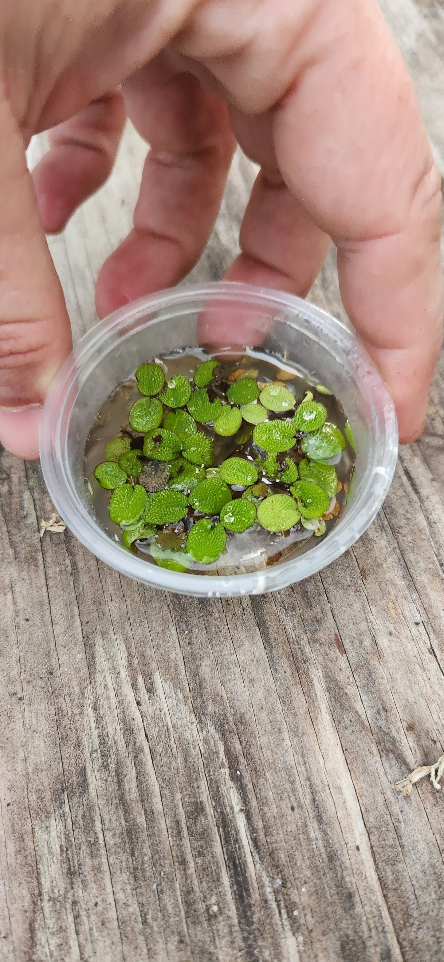 Water Spangles Aquatic Starter Cup