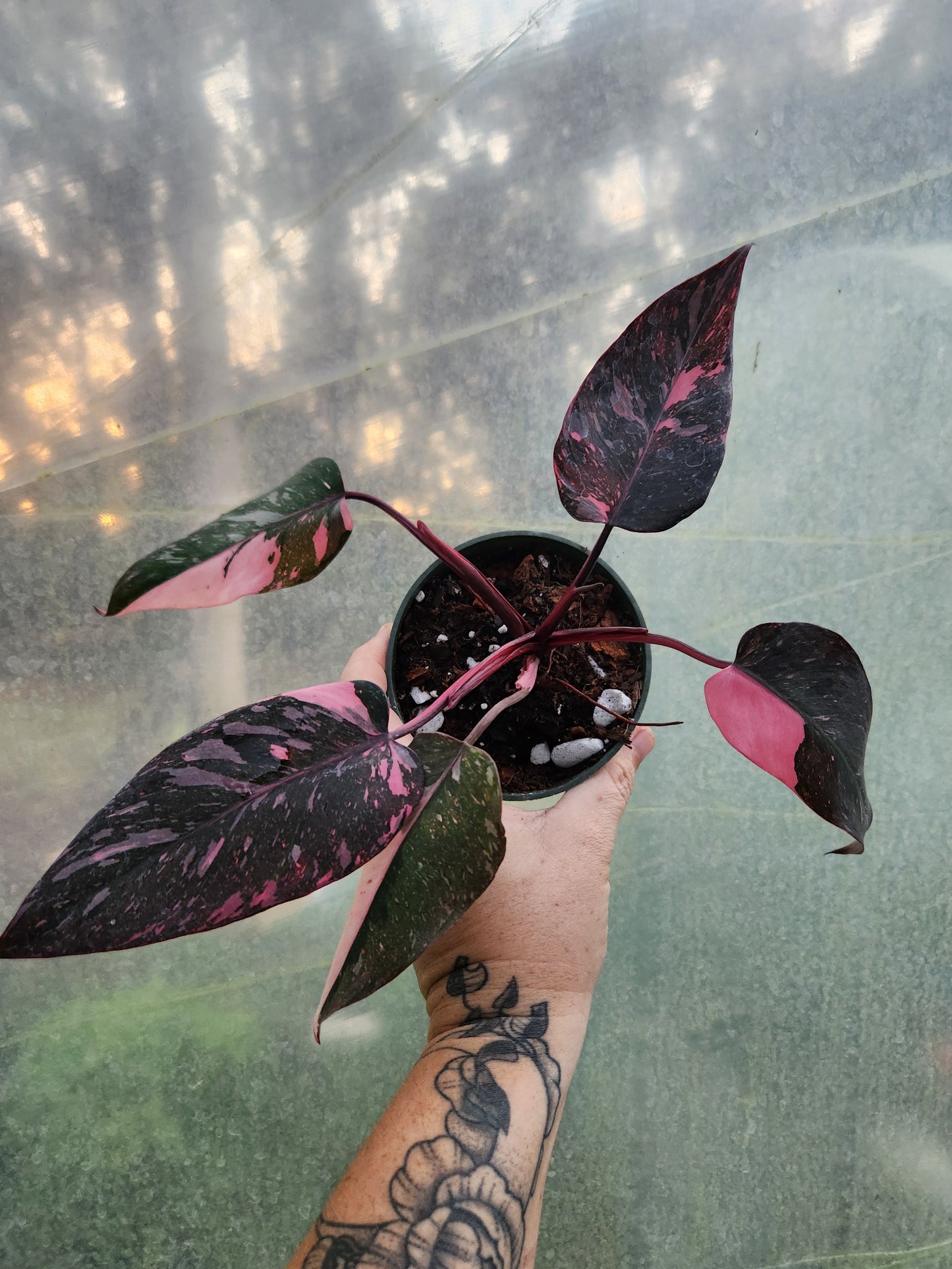 Pink Princess Marble Galaxy Philodendron