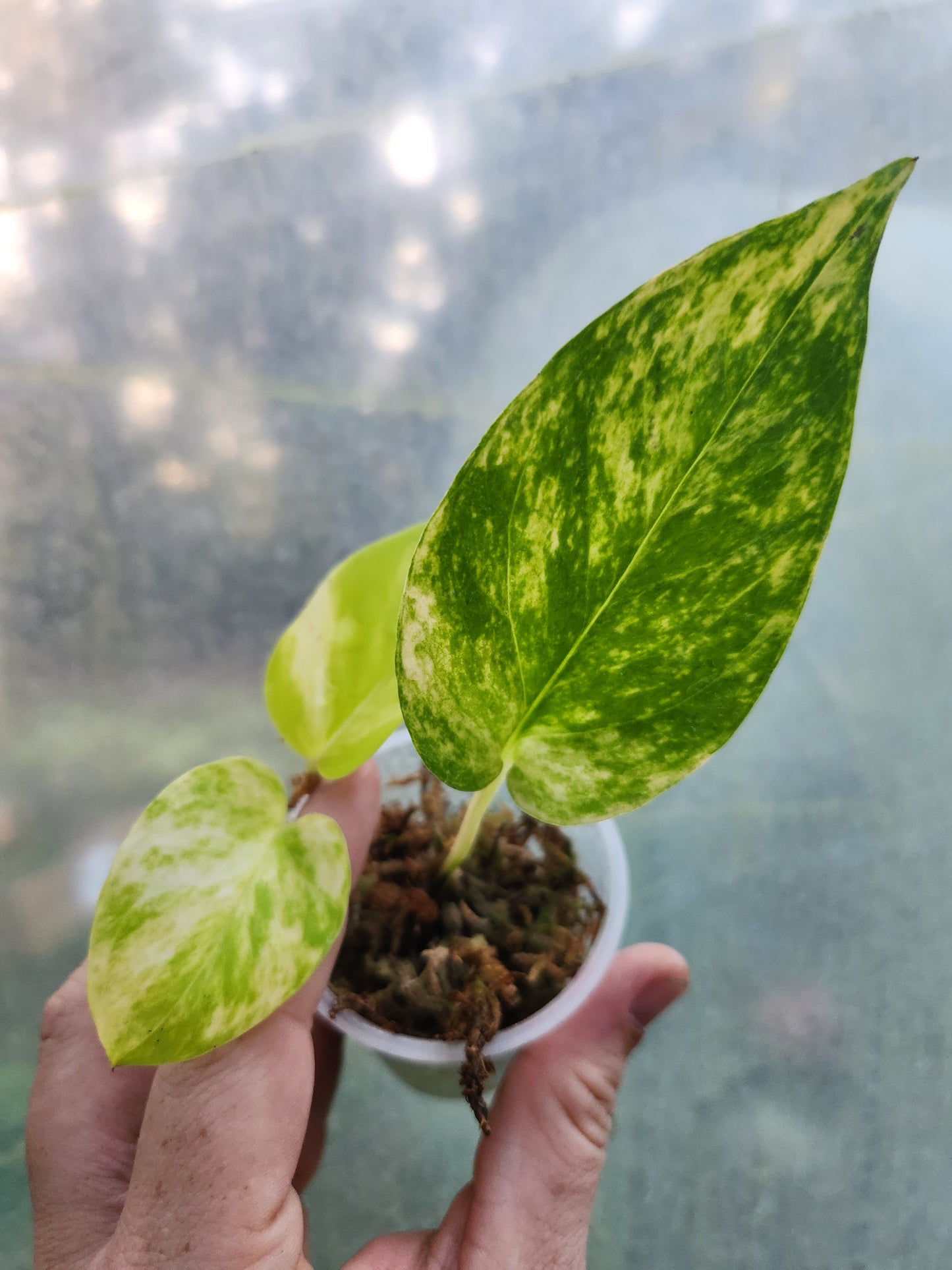 Variegated Neon Marble Pothos