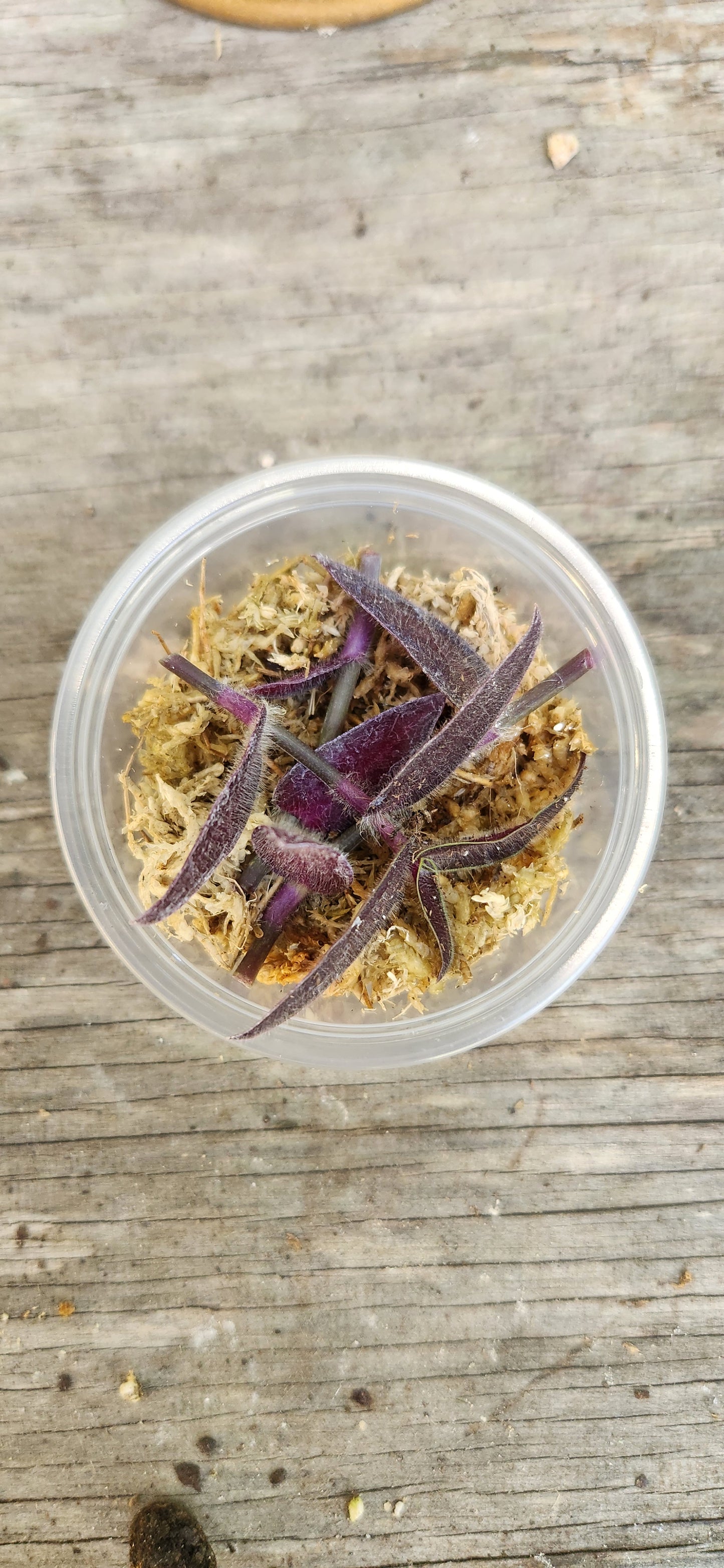 Jose Puig Tradescantia