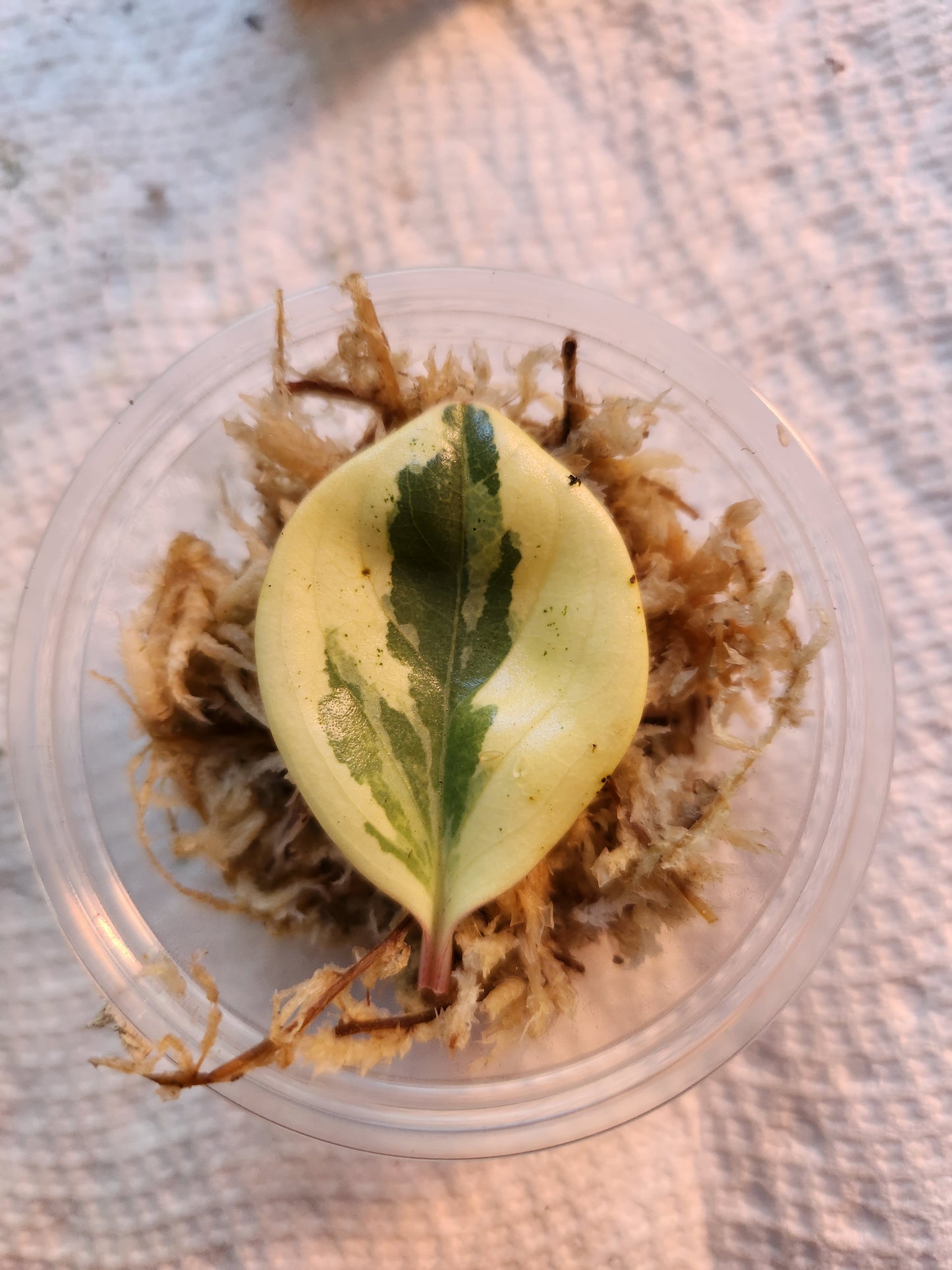 Peperomia Propagation Kit