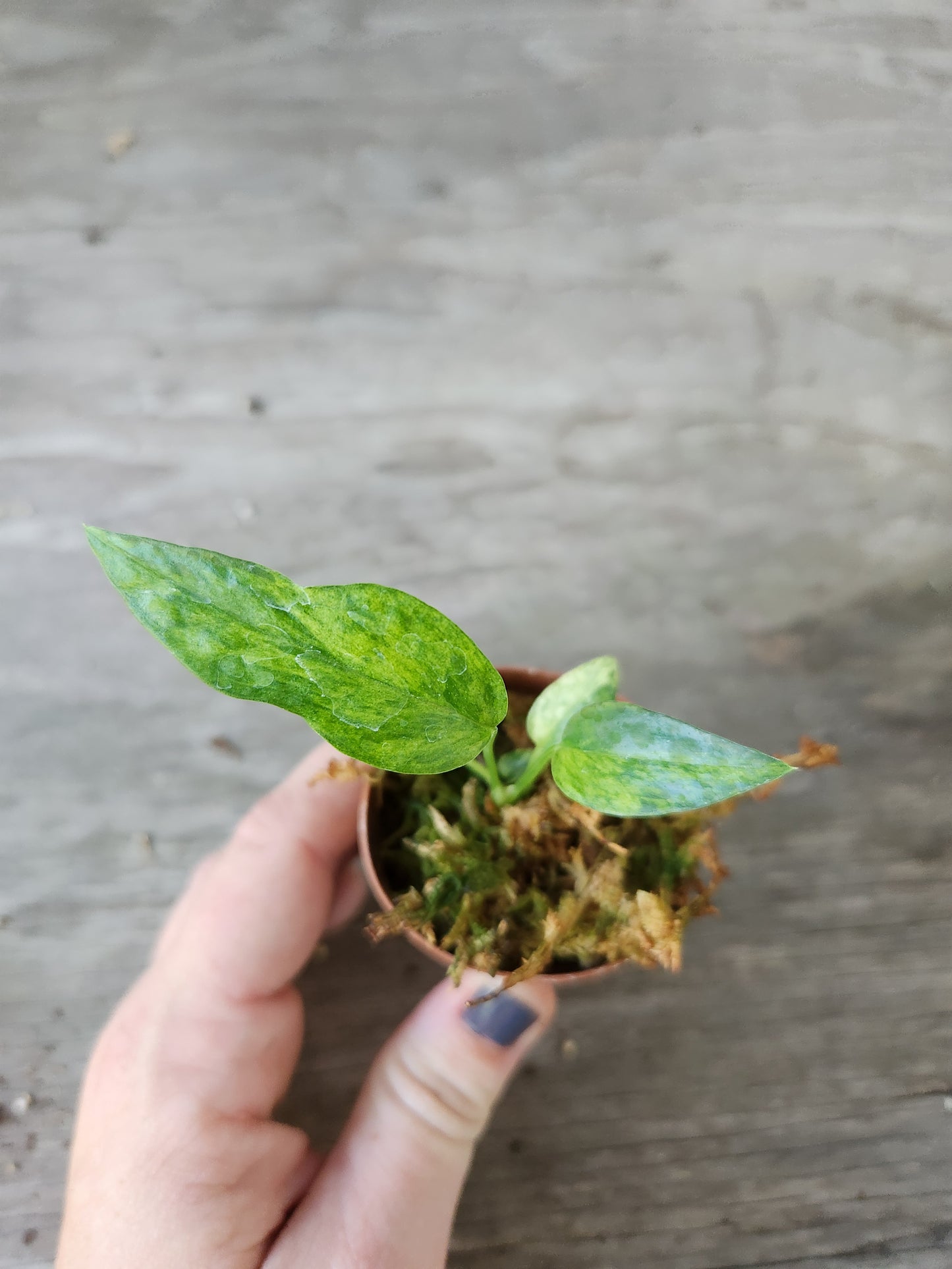 Epipremnum Pinnatum Mint