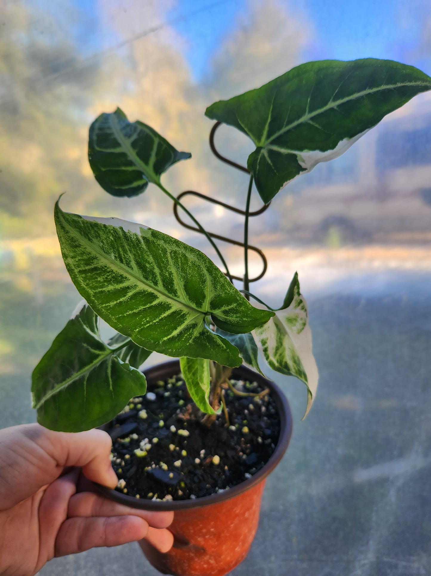 Syngonium T25