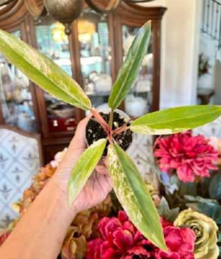 Caramel Marble Philodendron