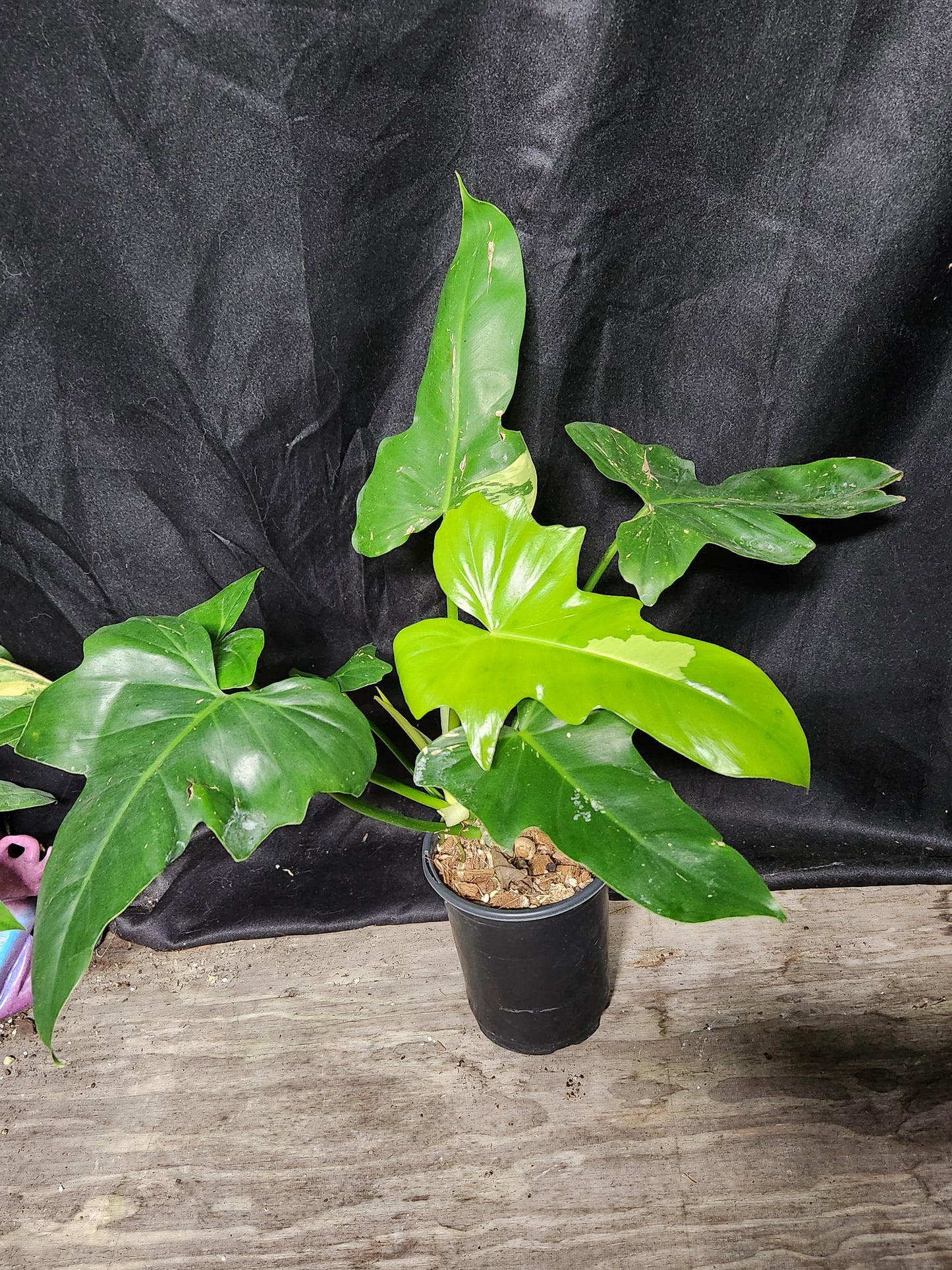 Variegated Golden Dragon Philodendron