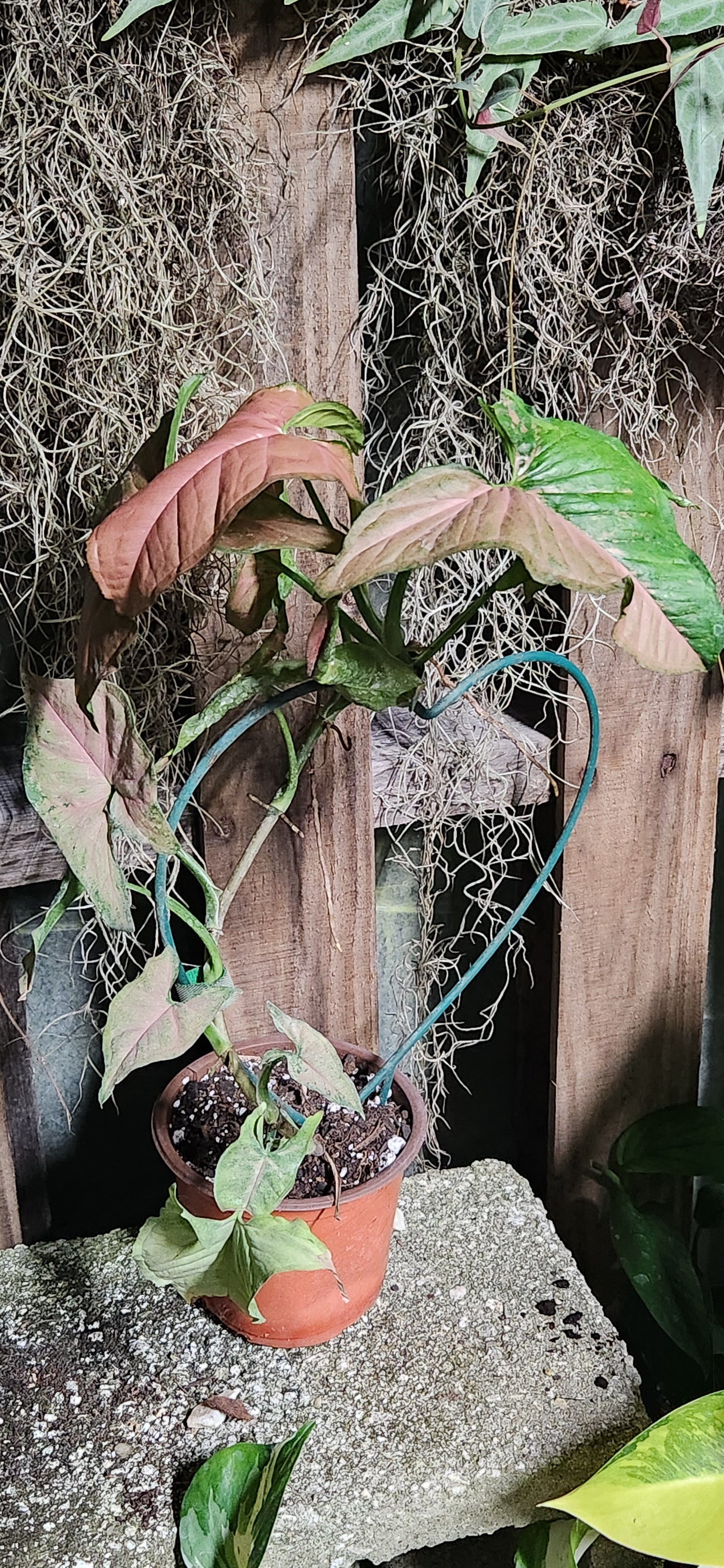 Syngonium Pink Flecked