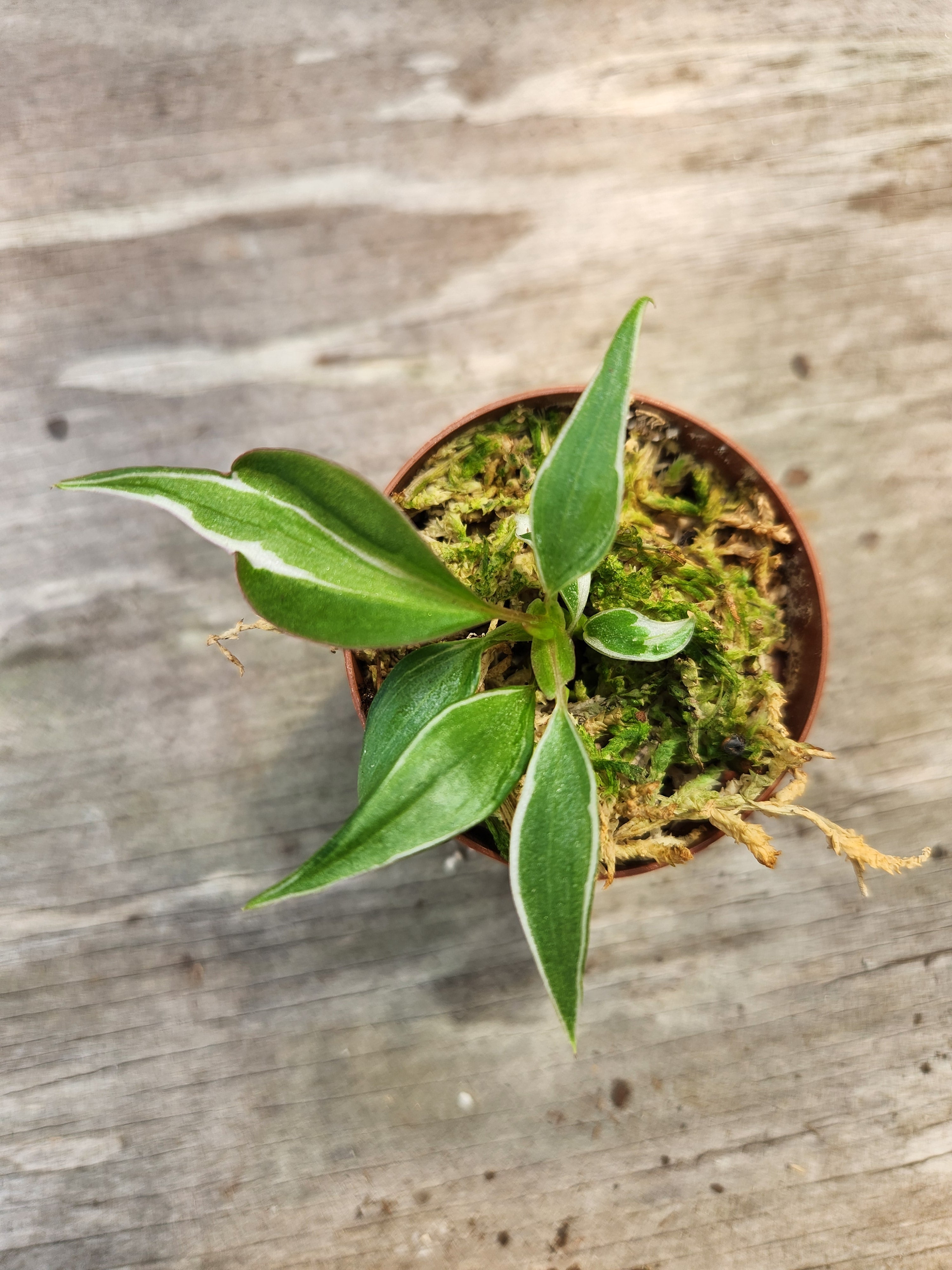 philodendron halo micans Philodendron Velvet Halo Mican – Blackwood Botanical