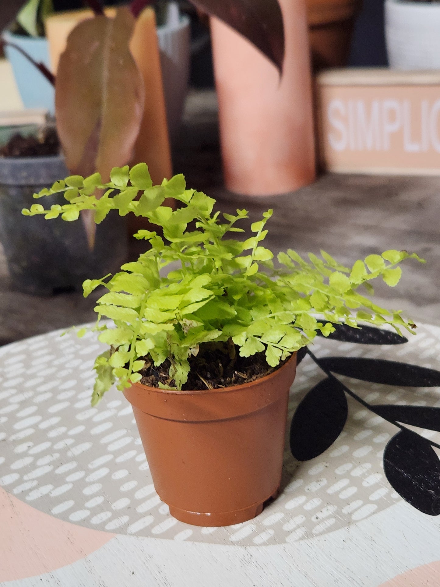 Golden Boston Fern