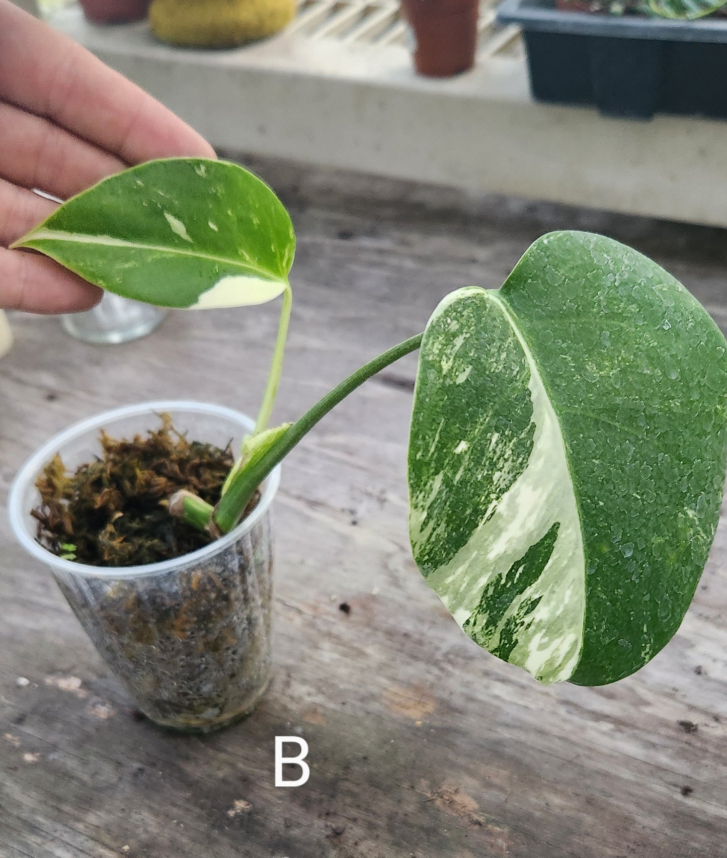 Monstera Albo