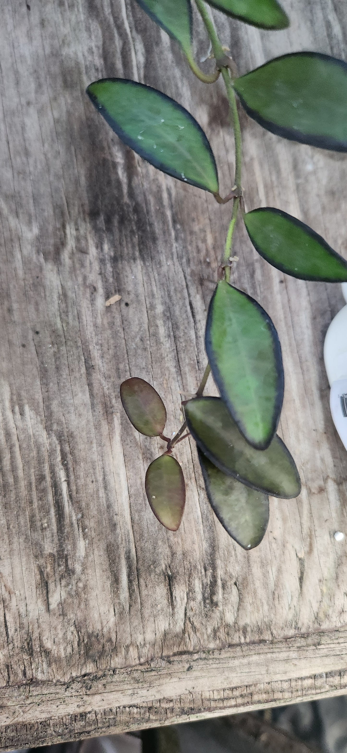 Hoya Rosita