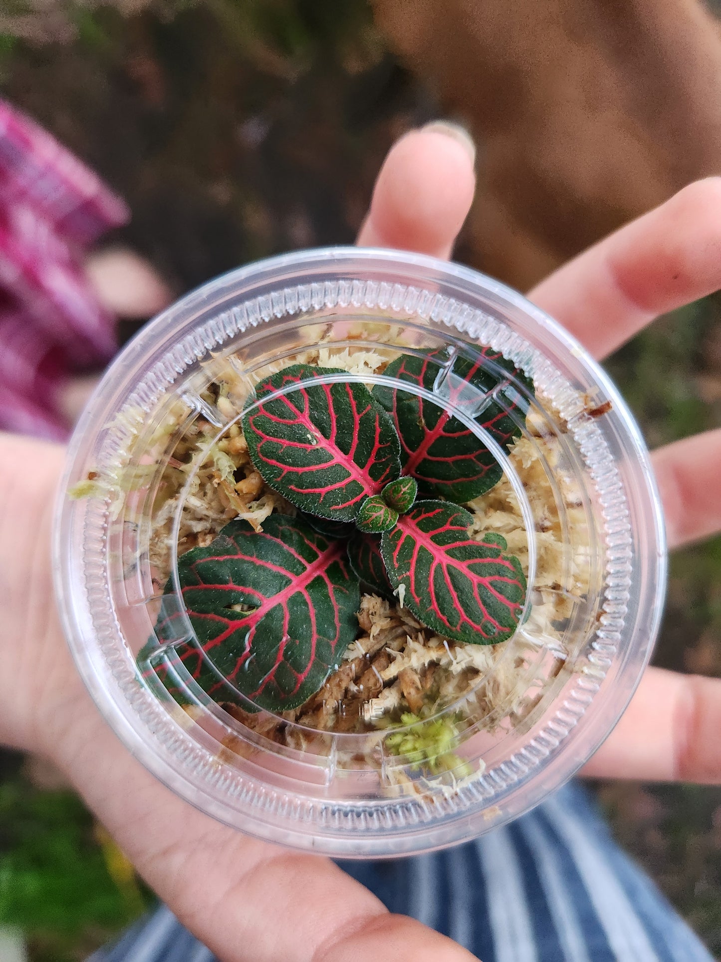 Fitonia Propagation Kits