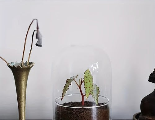 Bell Jar Glass Terrarium