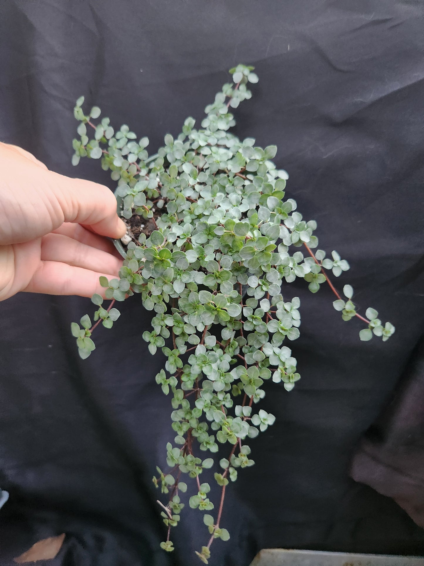 Silver Sparkles "Pilea Glauca"