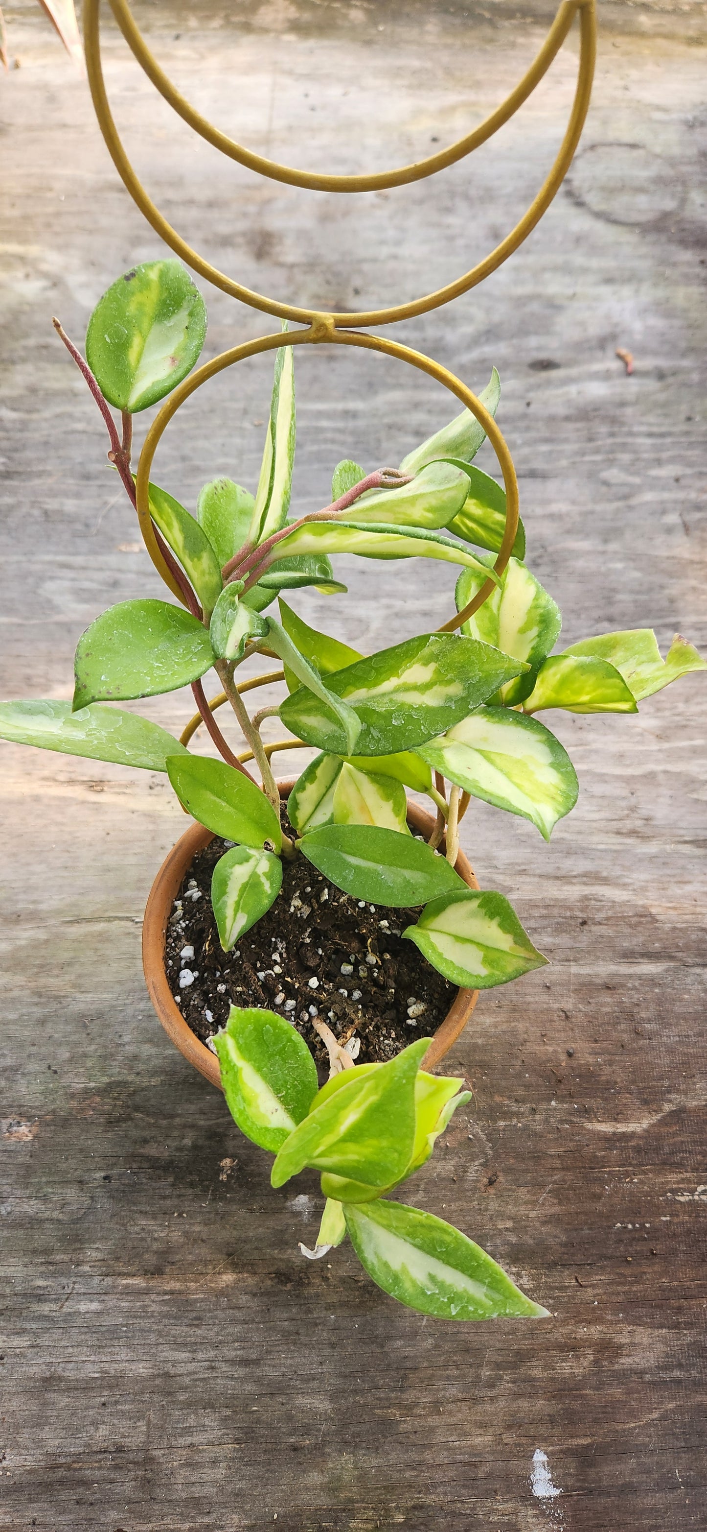 Hoya Krimson Princess