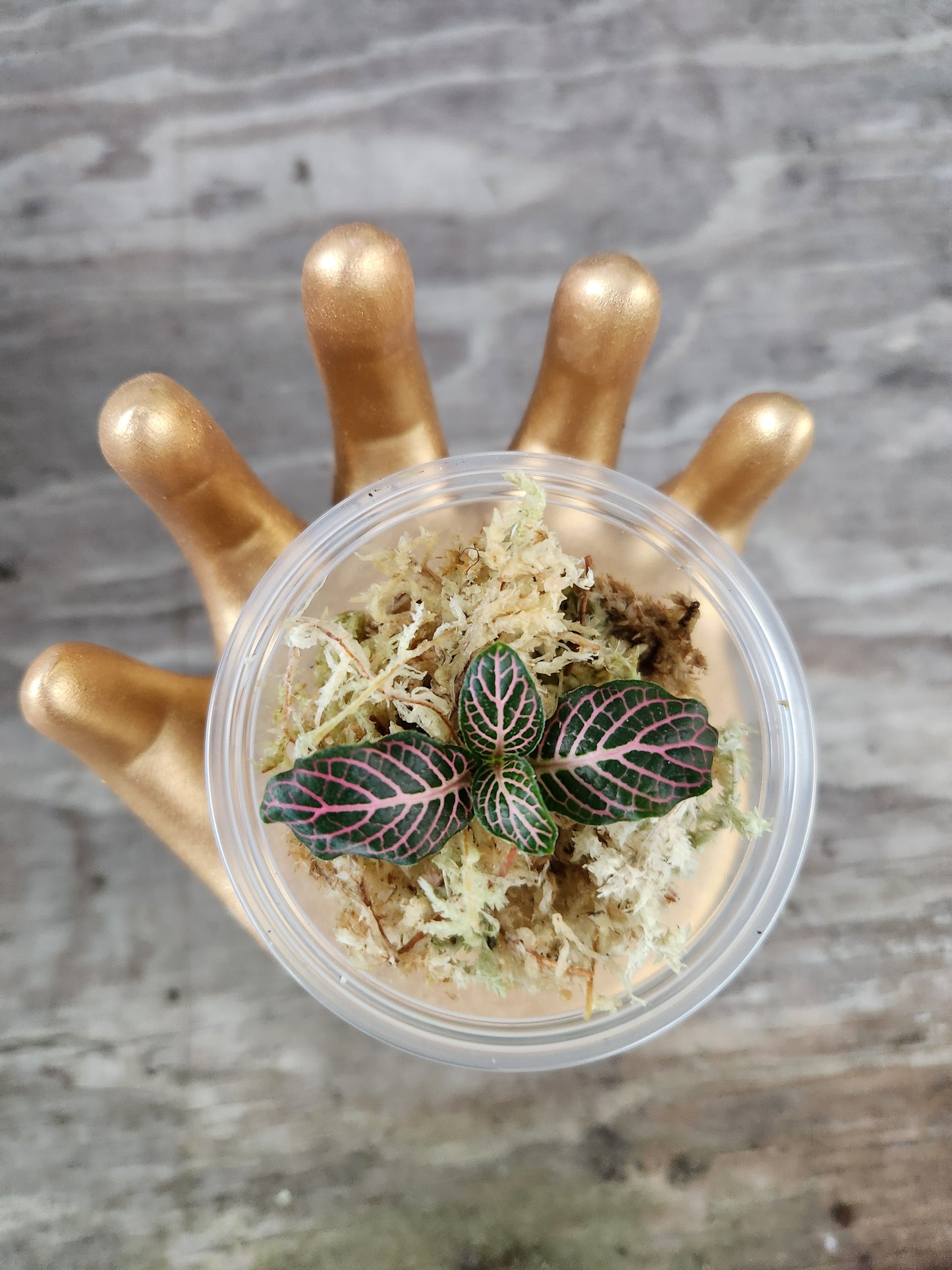Fitonia Propagation Kits