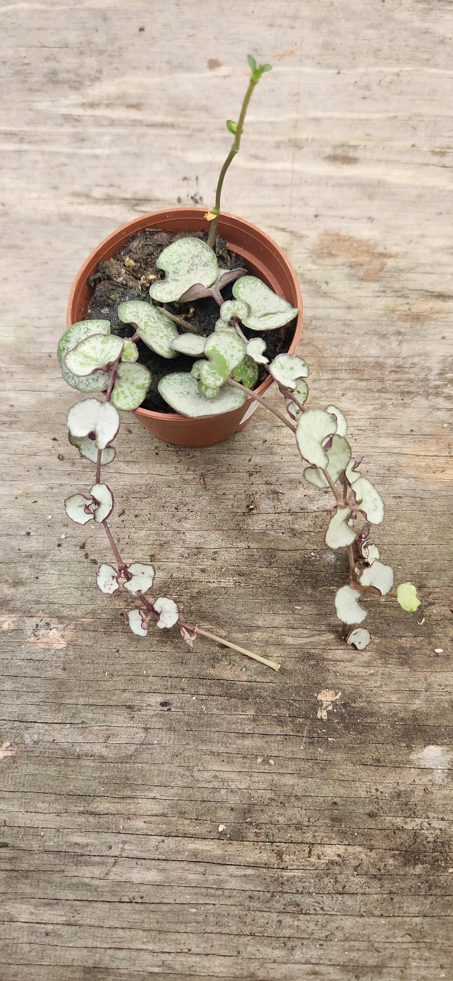 Silver Glory String of Hearts
