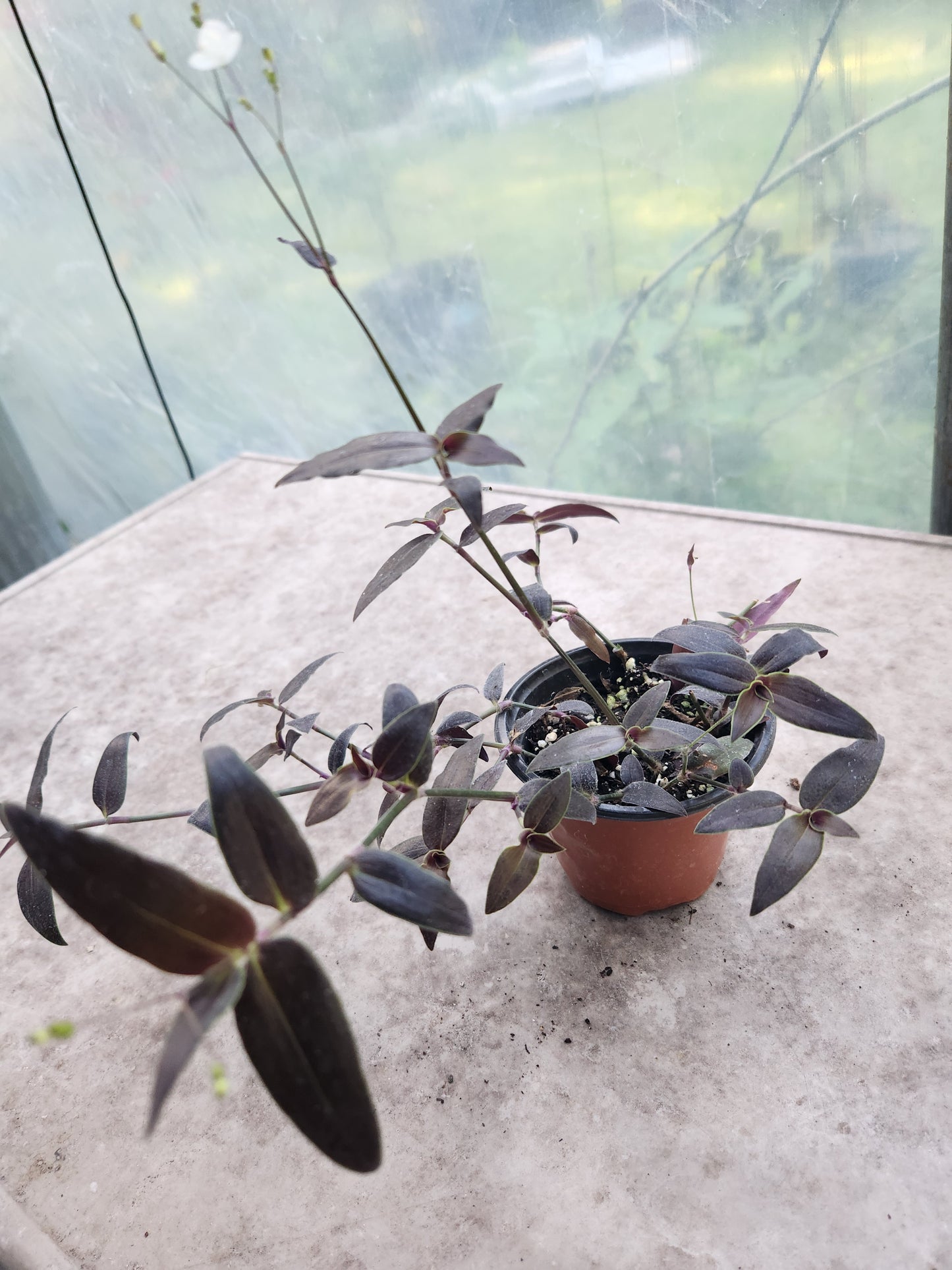 Jose Puig Tradescantia