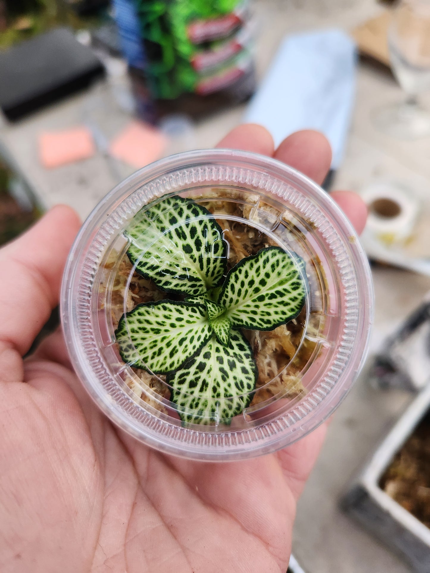 Fitonia Propagation Kits