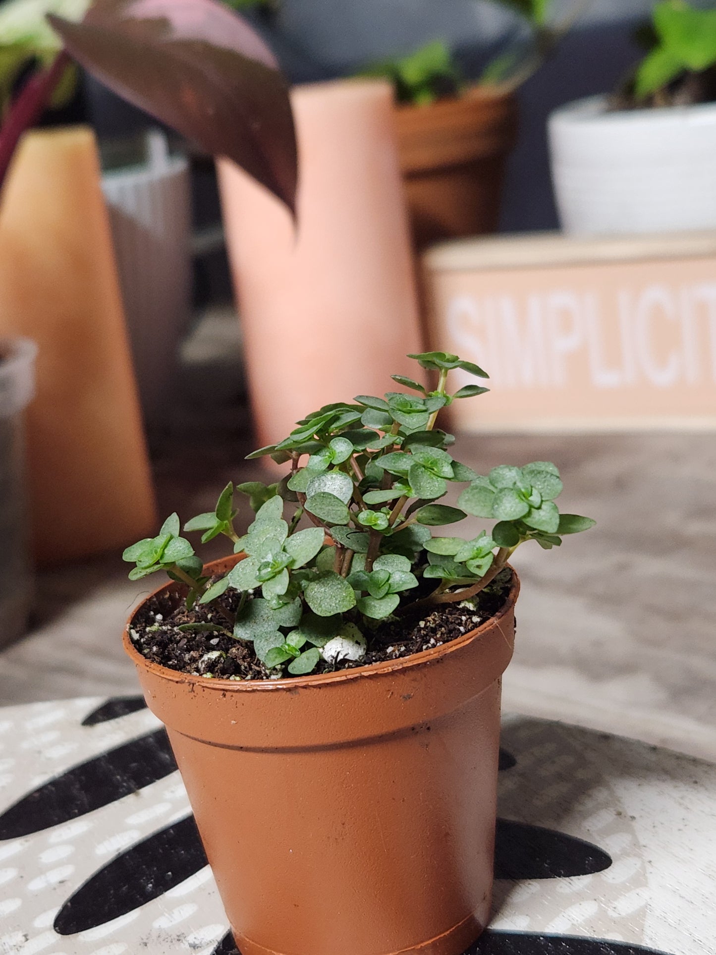 Silver Sparkles "Pilea Glauca"