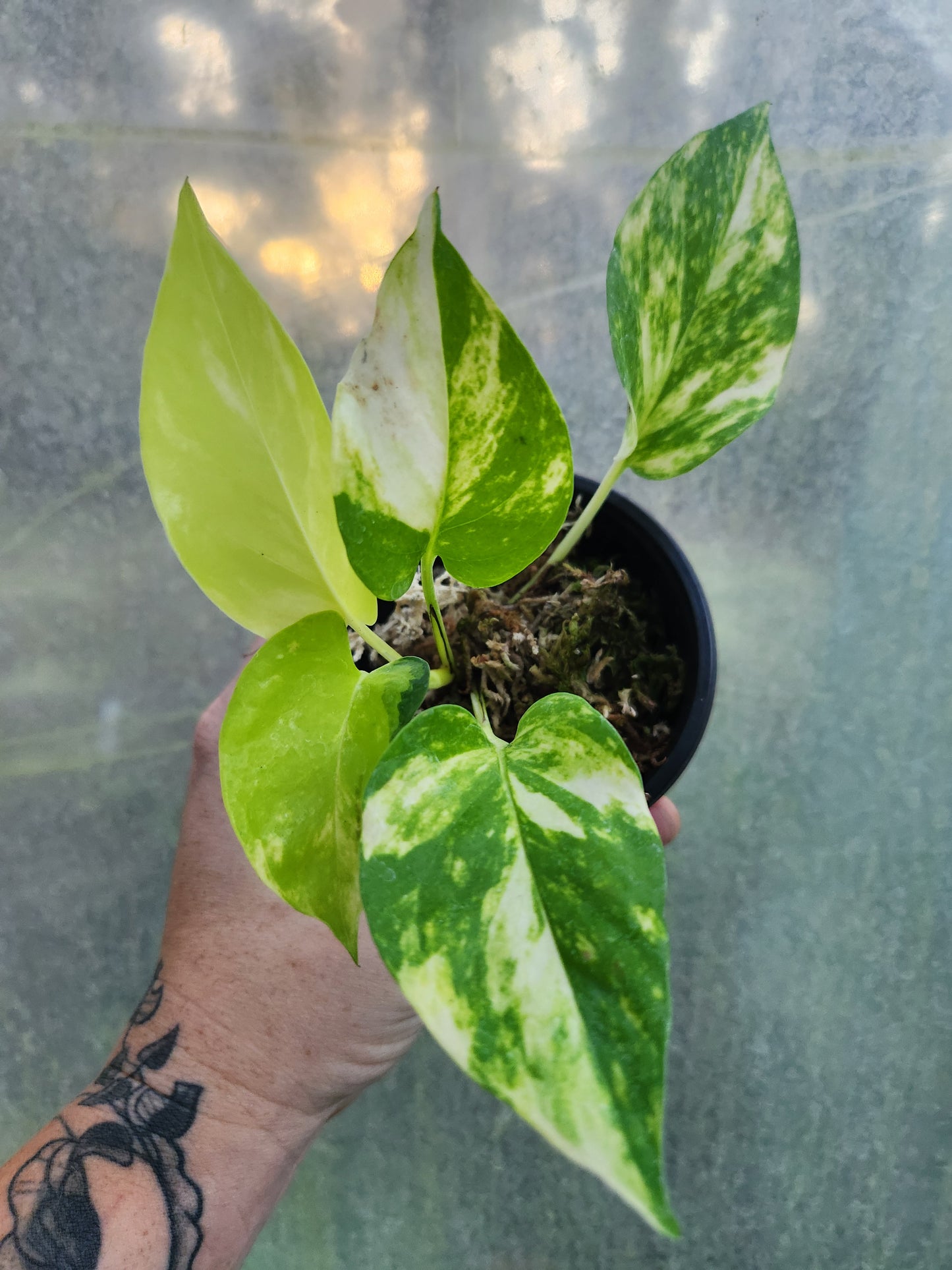 Variegated Neon Marble Pothos