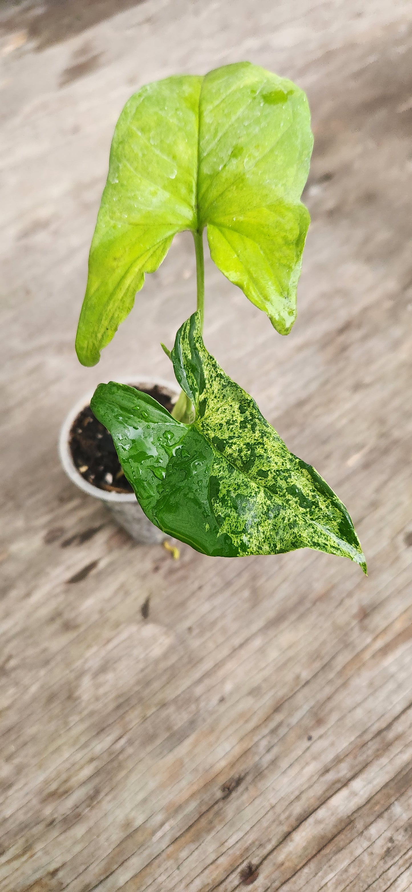 Syngonium Mojito