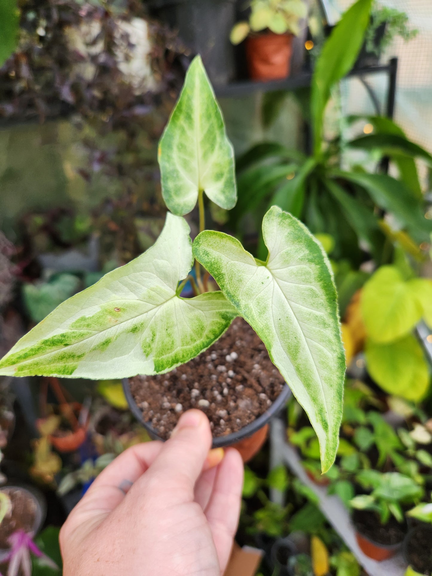 Three Kings Syngonium