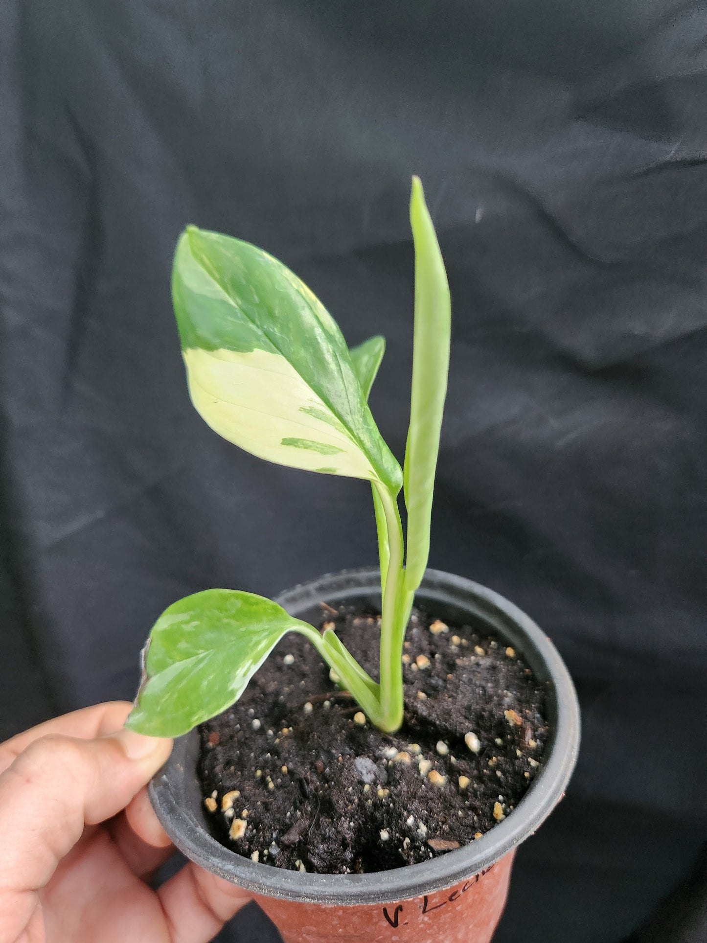 Monstera Variegated Lechariana