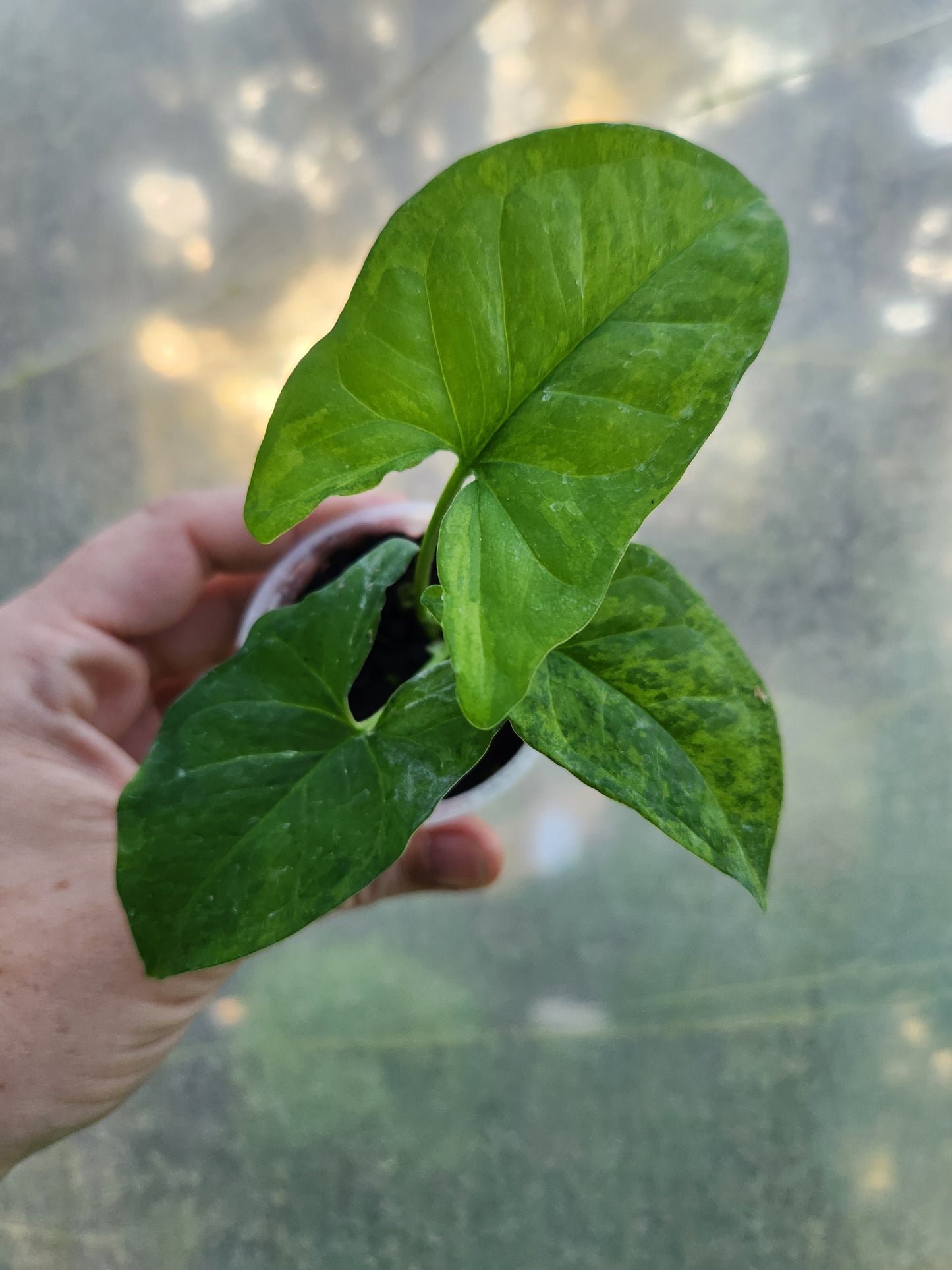 Syngonium Mojito