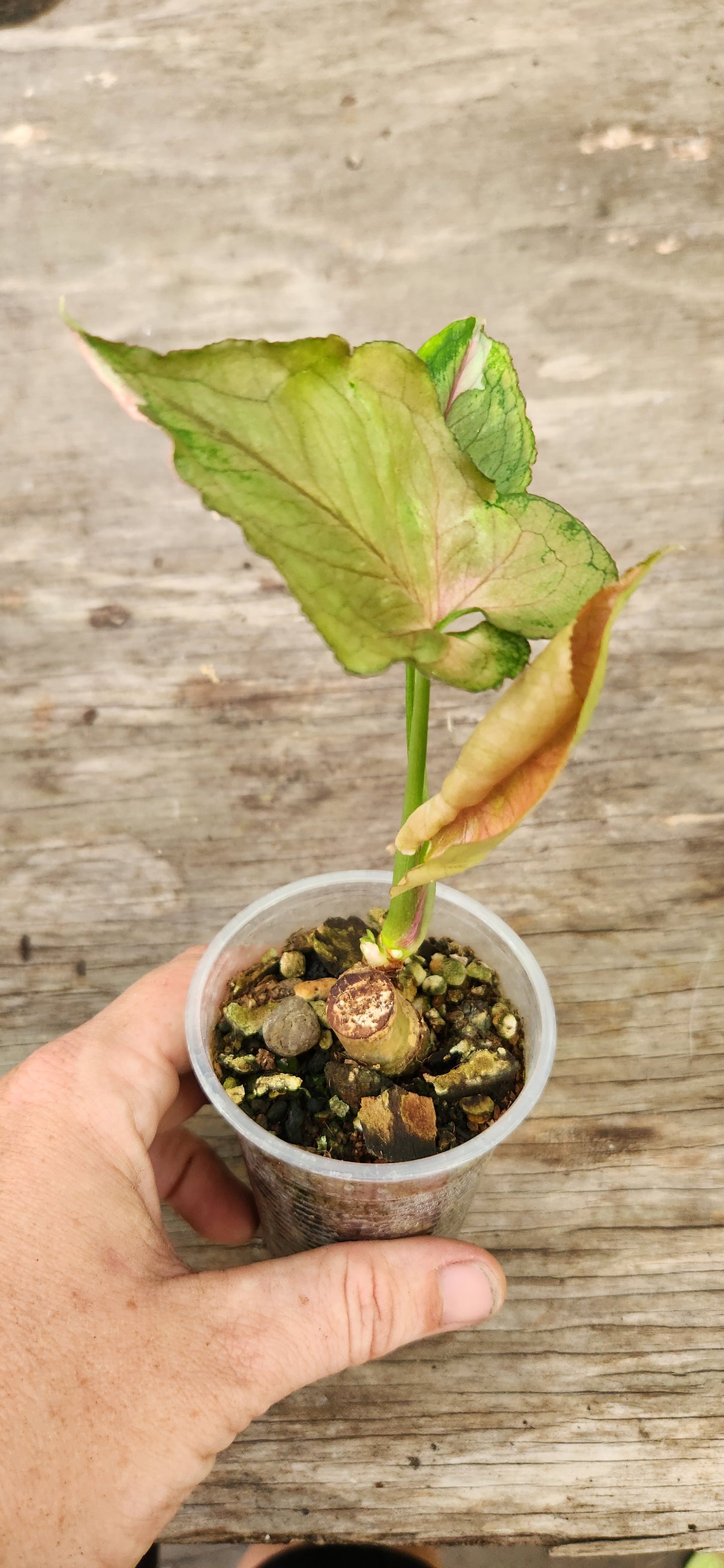Strawberry Ice Syngonium