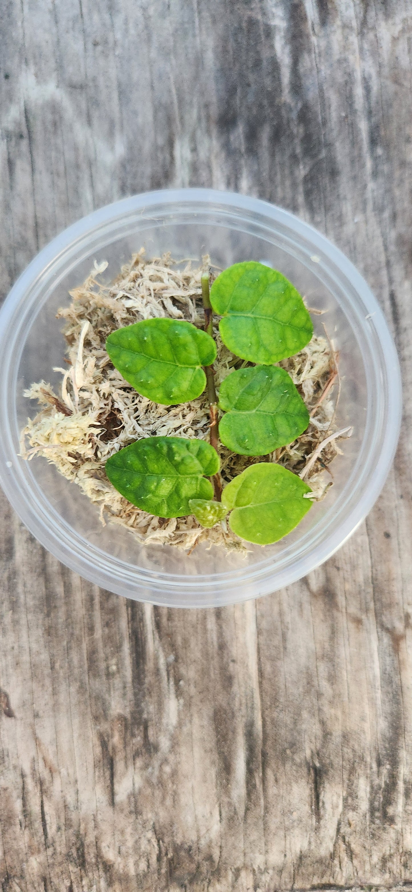 Creeping Fig Propagation Kit