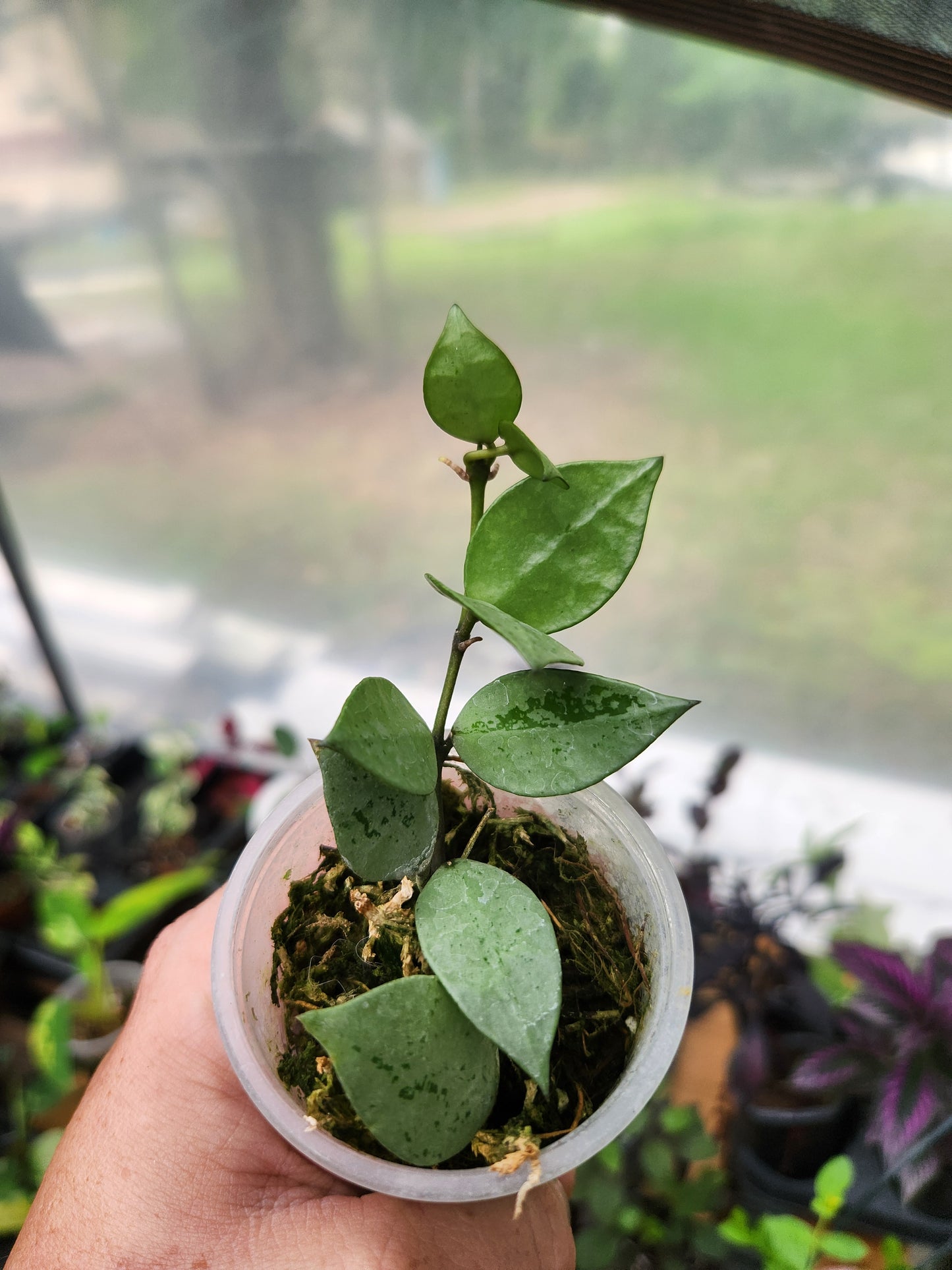 Hoya Krohiniana Super Silver
